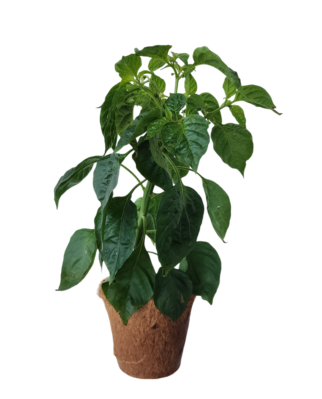 Plant-It-Starters 4 Variety Pack - 1 of Each — product image 6