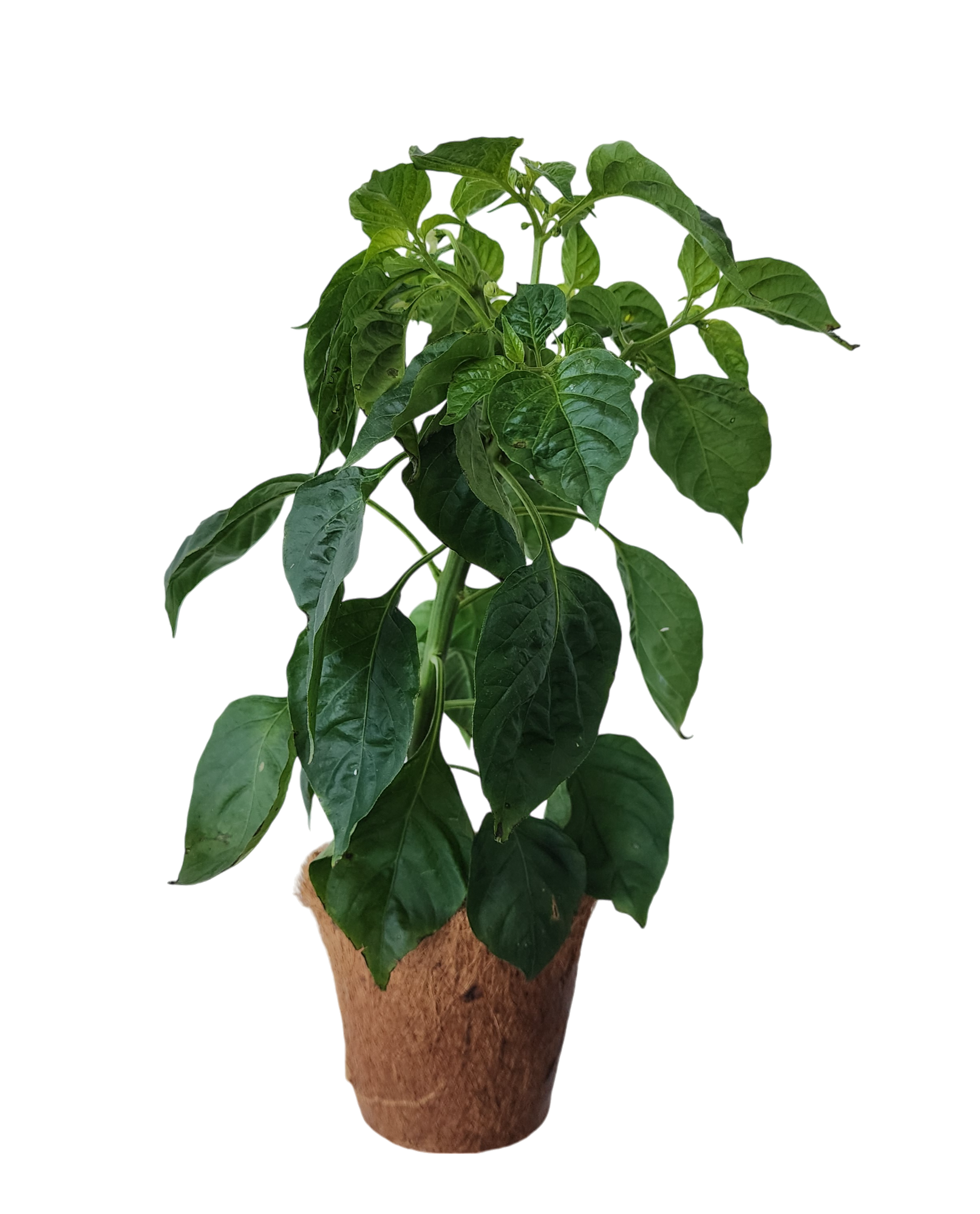 Plant-It-Starters 4 Variety Pack - 1 of Each — product image 6