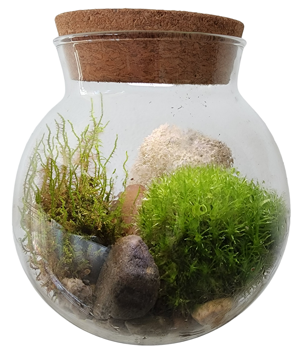 MossBowl- Grow Your Own Beautiful Moss Garden, Complete Kit Come with 3 Mosses! — product image 8
