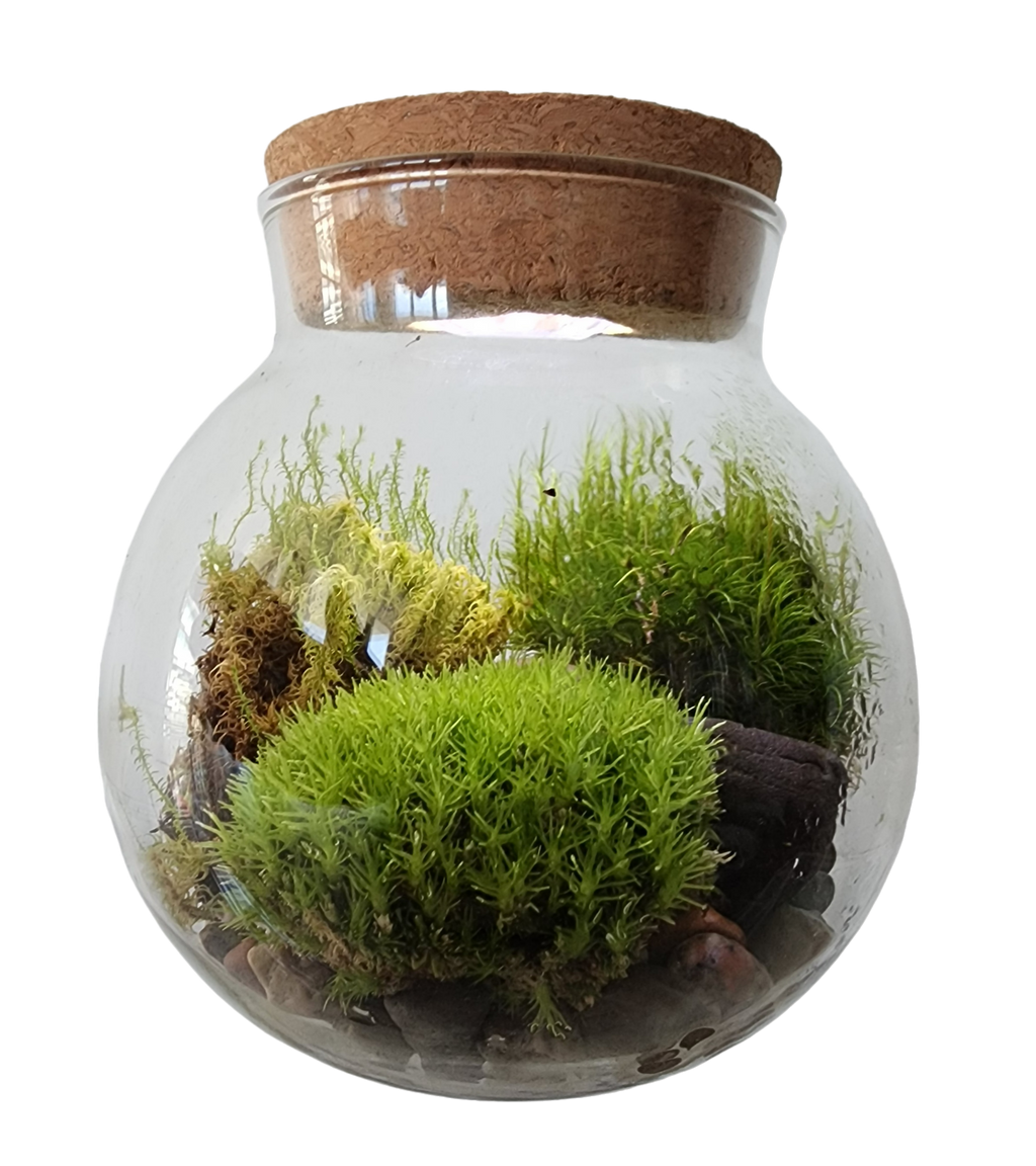 MossBowl- Grow Your Own Beautiful Moss Garden, Complete Kit Come with 3 Mosses! — product image 7