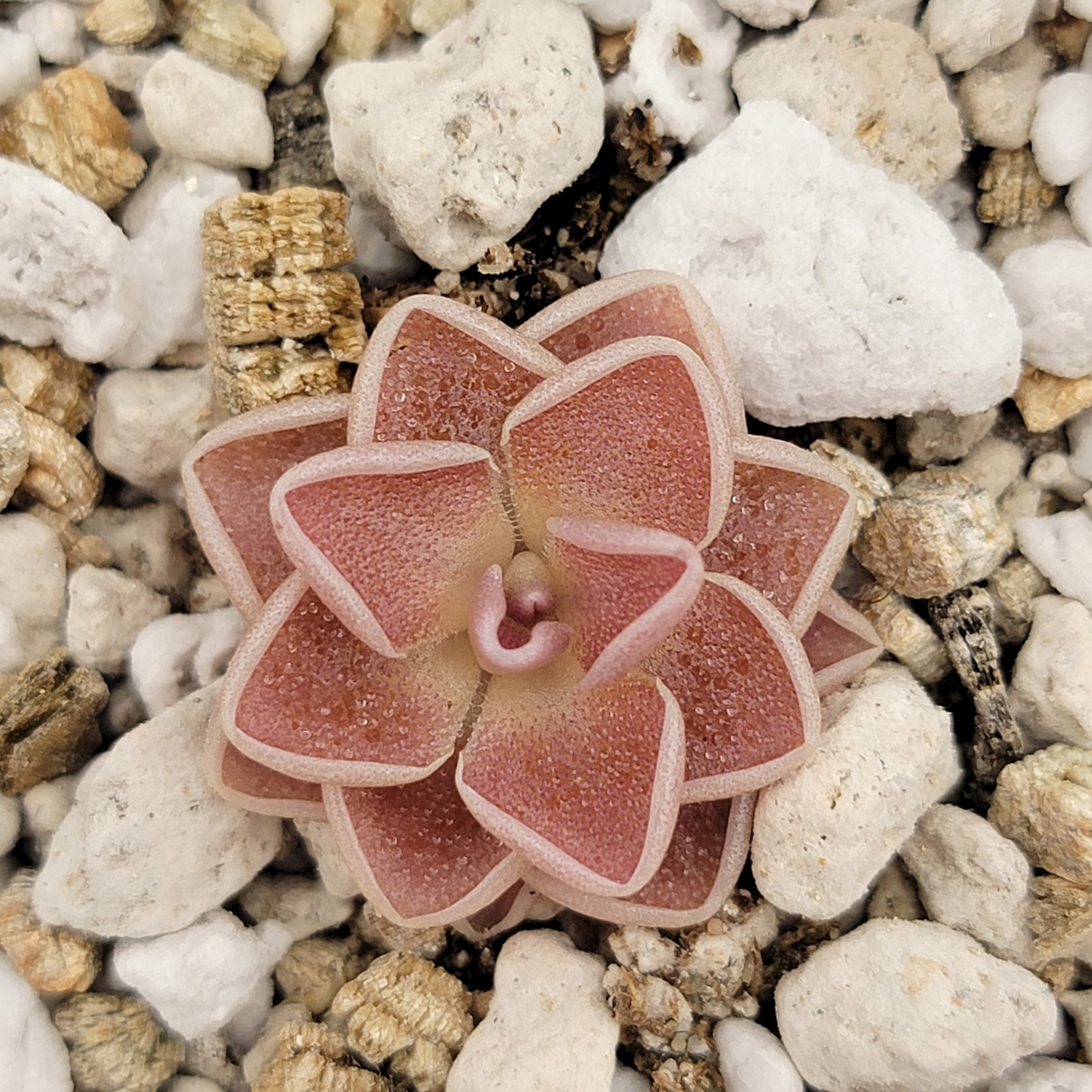 Pinguicula ehlersiae 'Victoria' product image 4