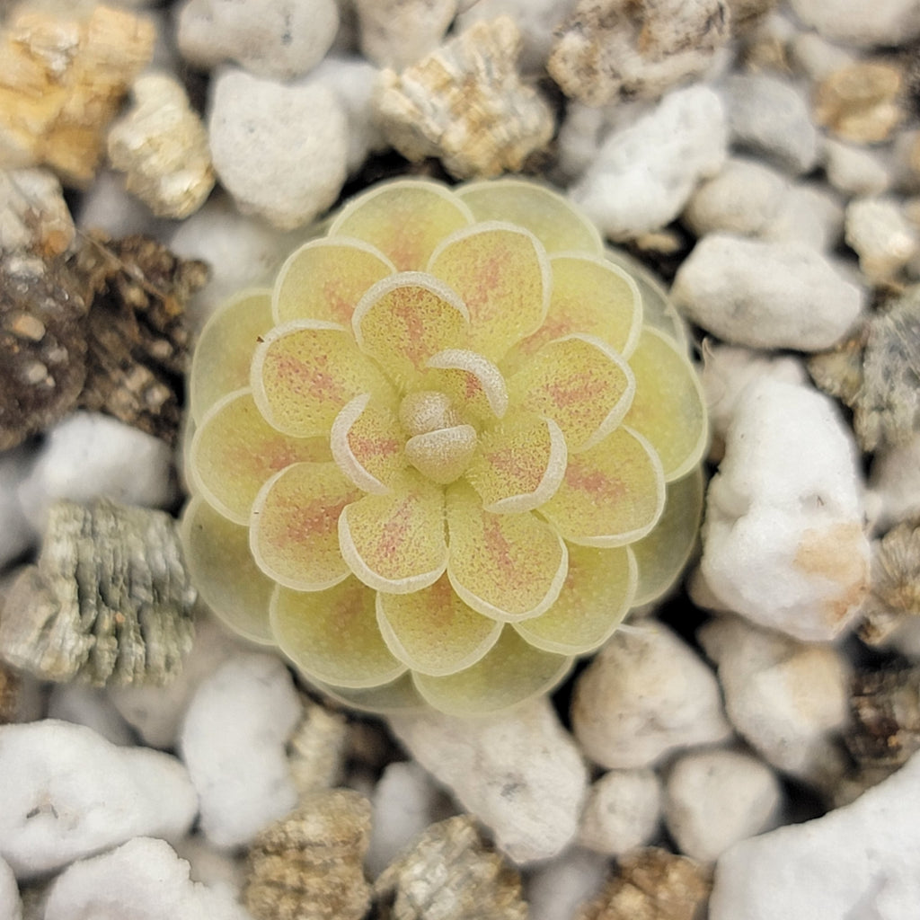 Pinguicula jaumavensis 'Cardonal' live plant product image 1