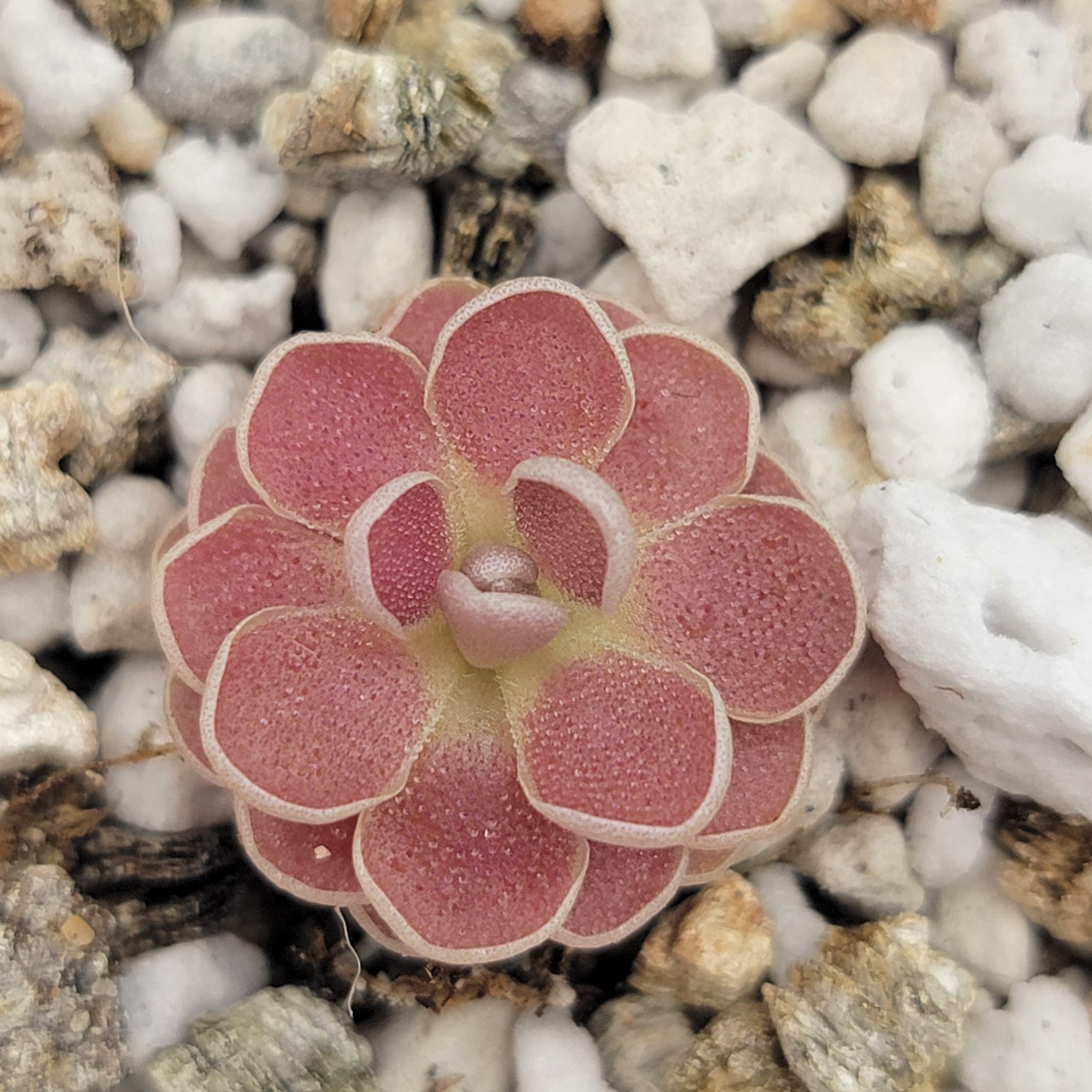 Pinguicula 'Florian' live plant product image 2