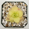 Pinguicula moranensis var. caudata x spec. Guatemala live plant product image 1