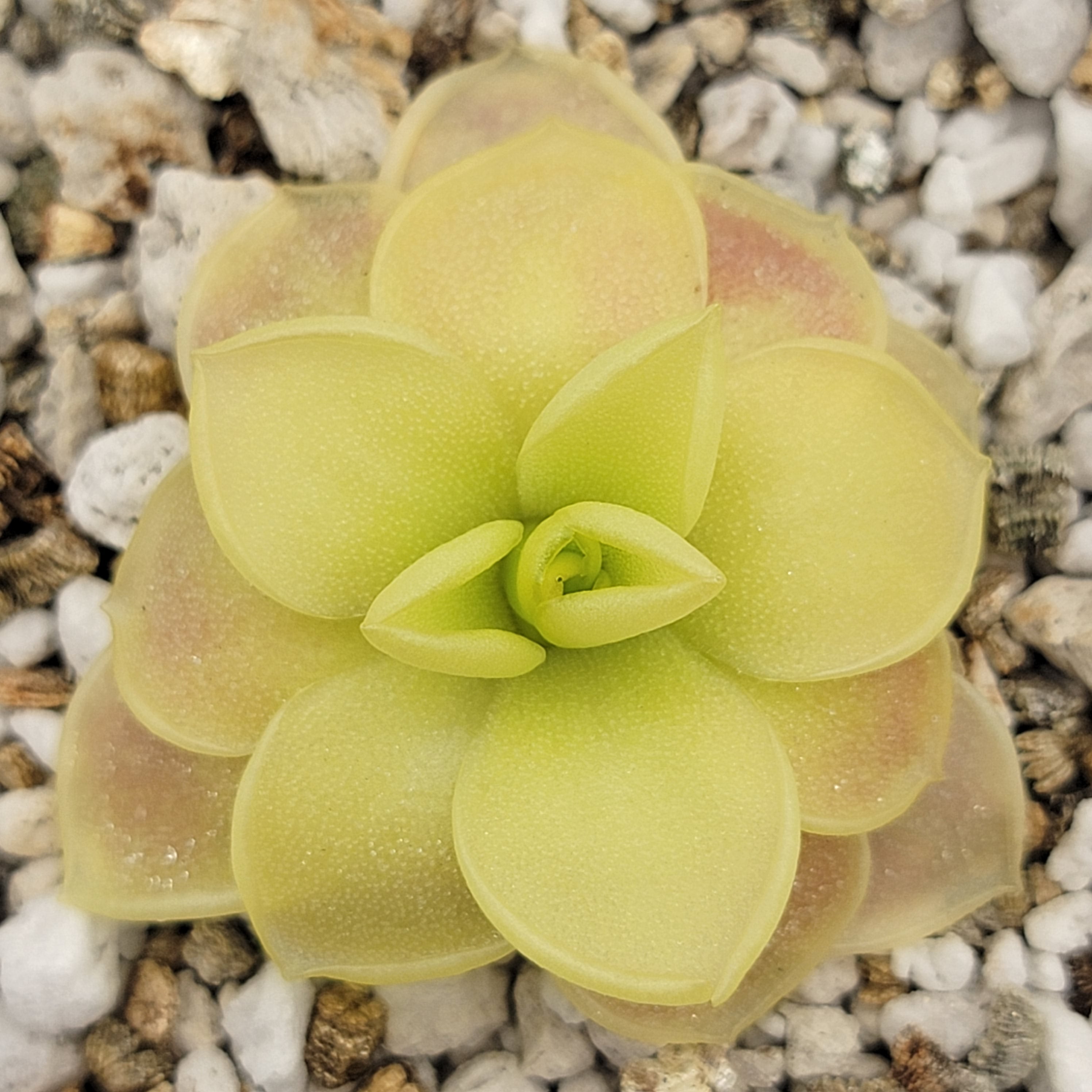 Pinguicula moranensis var. caudata x spec. Guatemala live plant product image 3