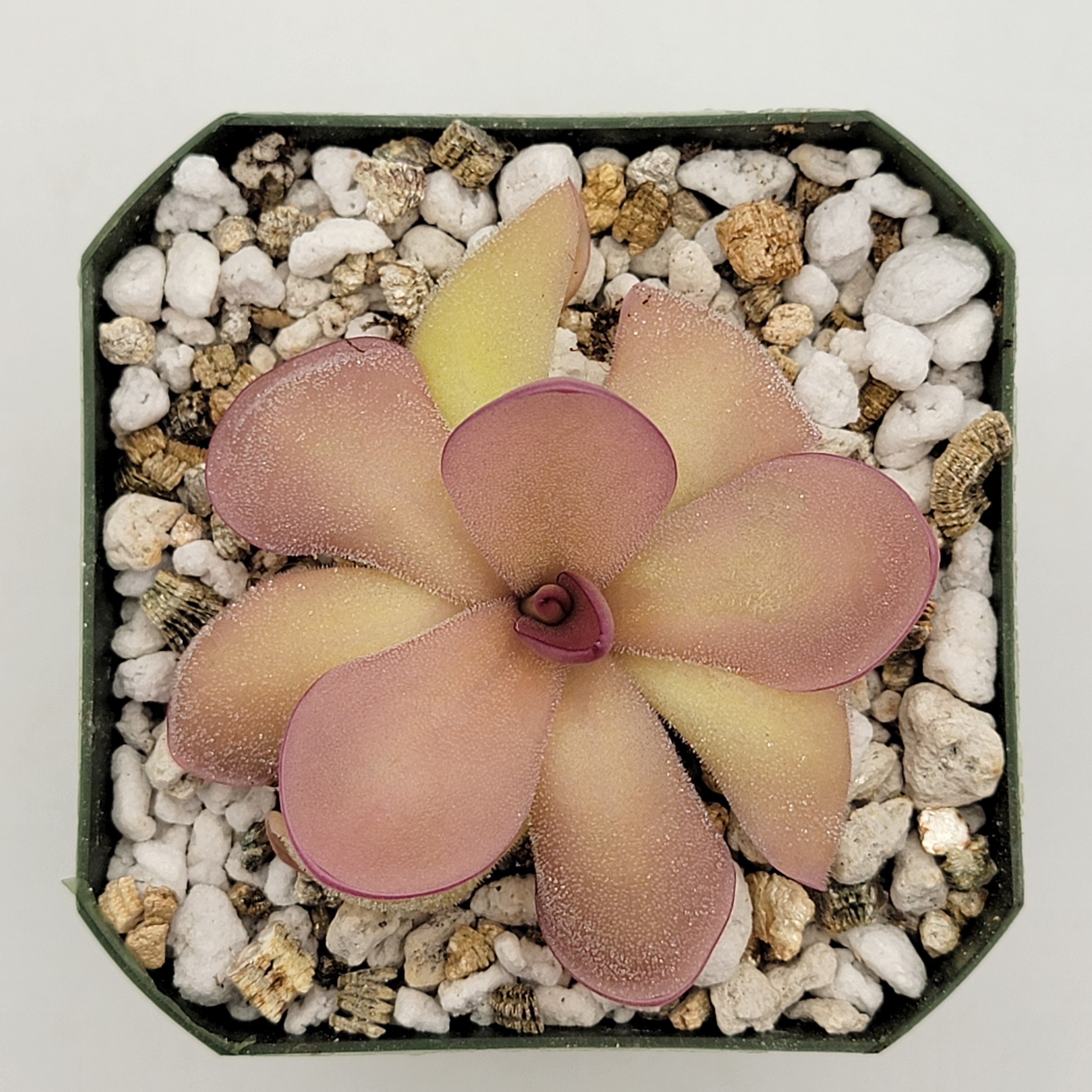 Pinguicula agnata 'El Lobo' x hemiepiphytica product image 3