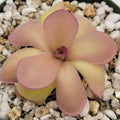 Pinguicula agnata 'El Lobo' x hemiepiphytica product image 1