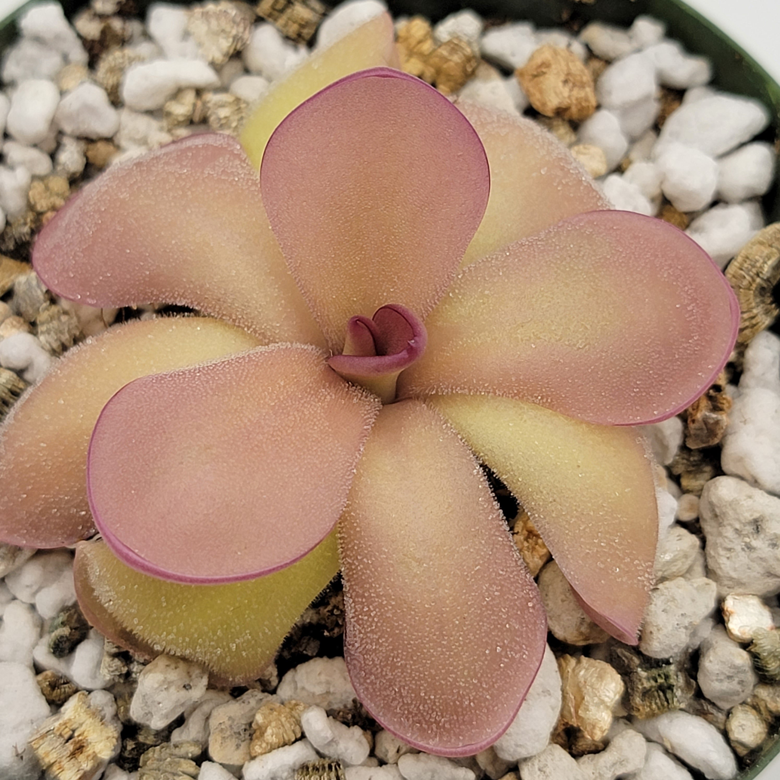 Pinguicula agnata 'El Lobo' x hemiepiphytica product image 7
