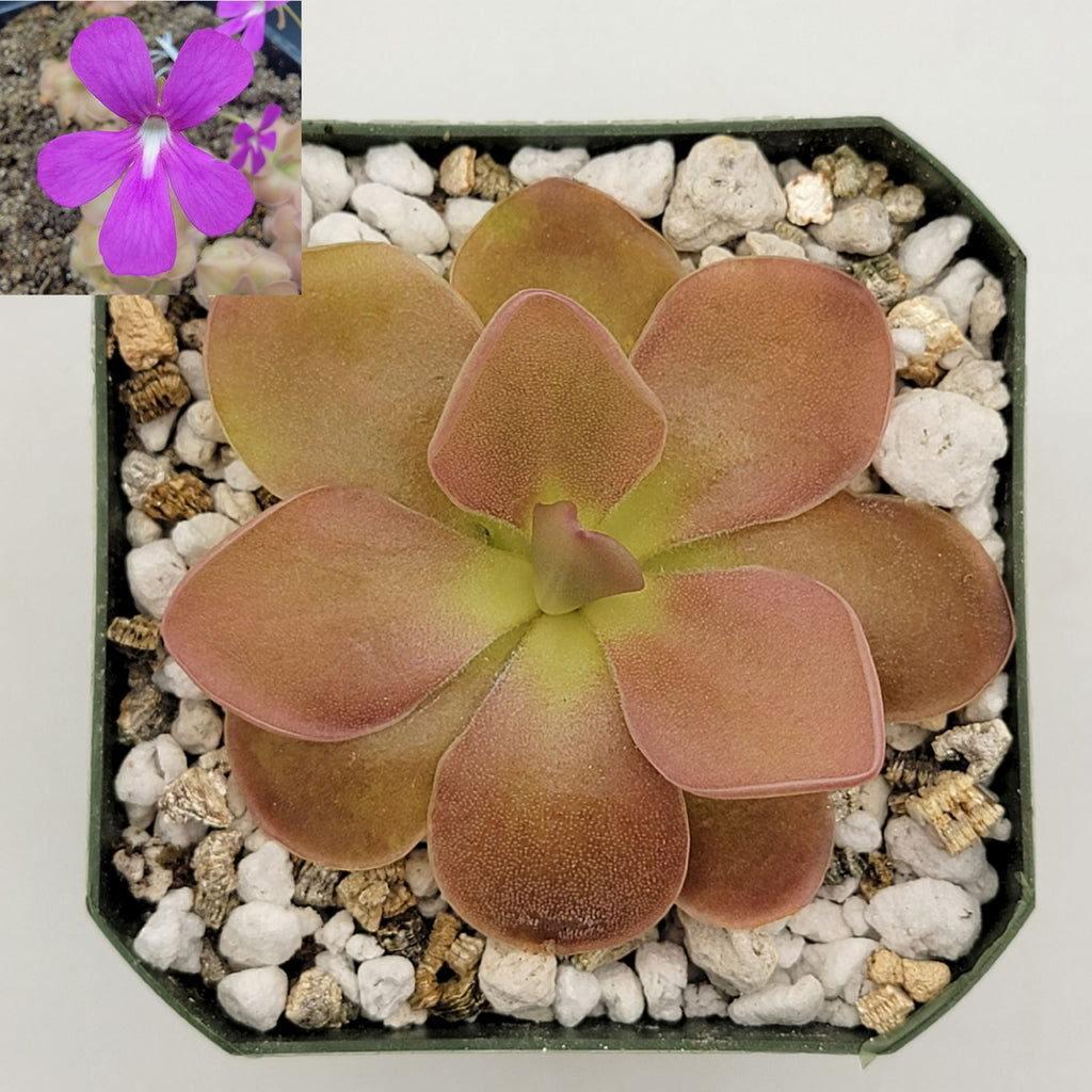Pinguicula 'Sethos' live plant product image 1