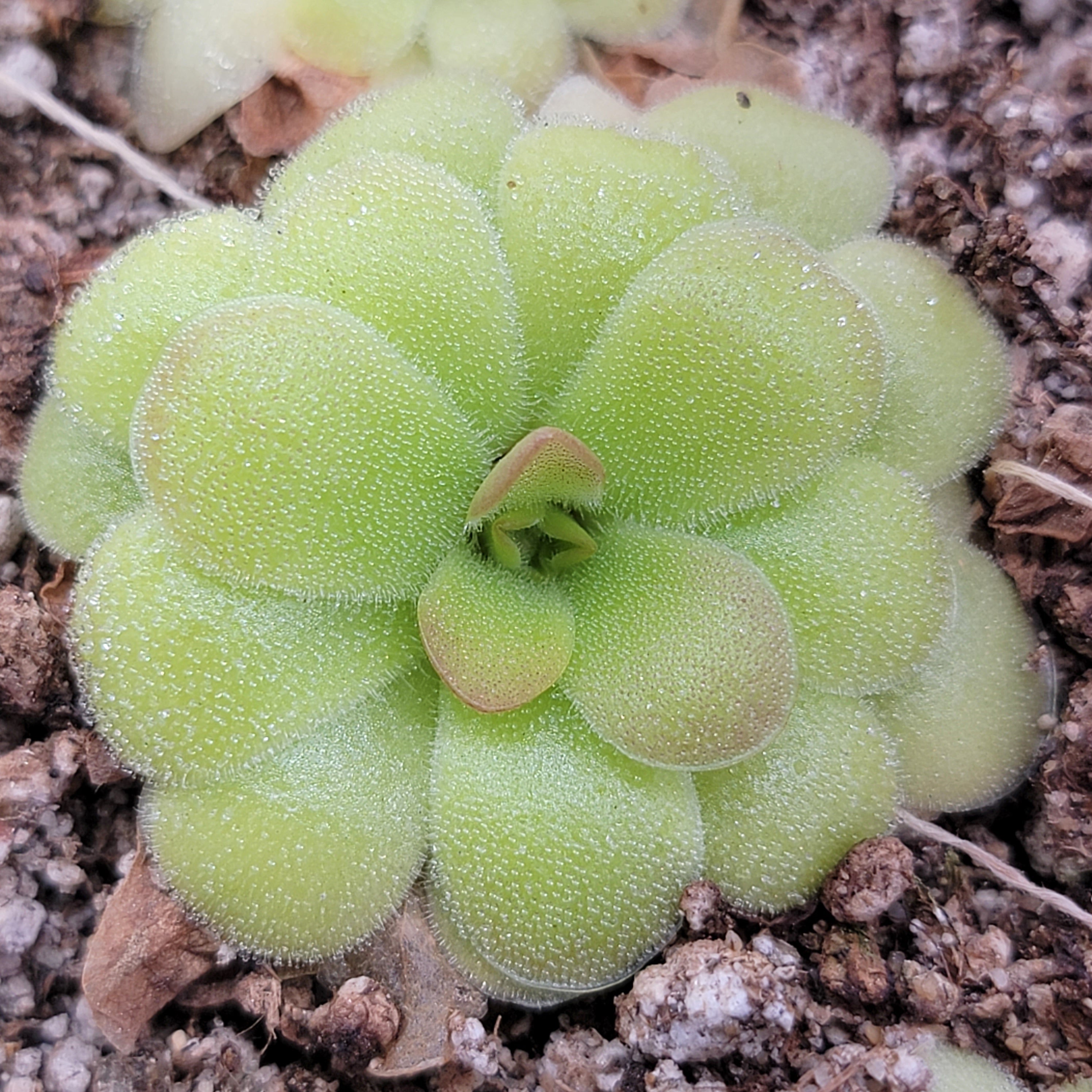 Pinguicula laxifolia x 'Huahuapan' product image 2