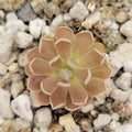 Pinguicula debbertiana ‘Metallic Purple’ product image 1