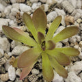 Pinguicula cv. 'BCP Crystal' live plant product image 1