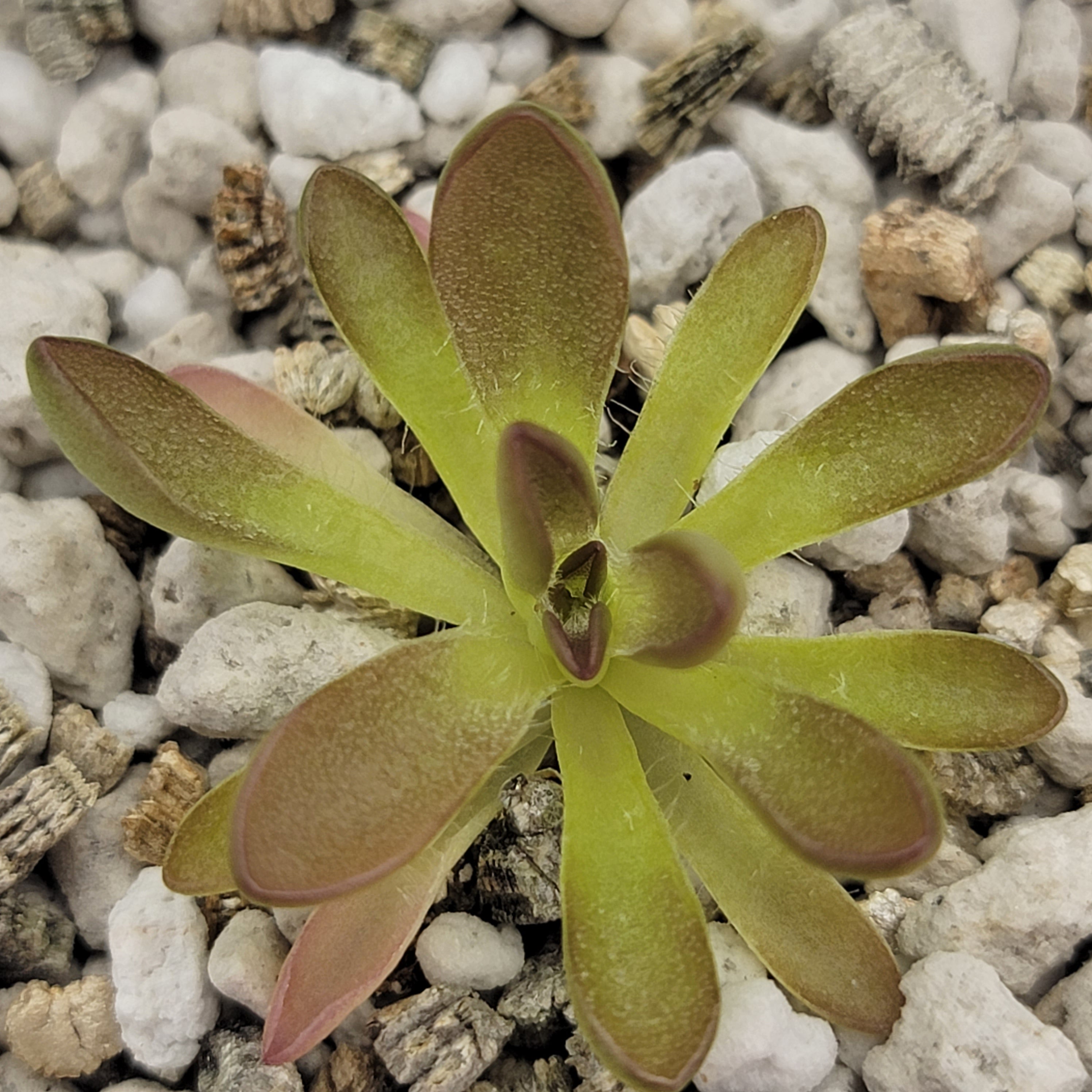 Pinguicula cv. 'BCP Crystal' live plant product image 1