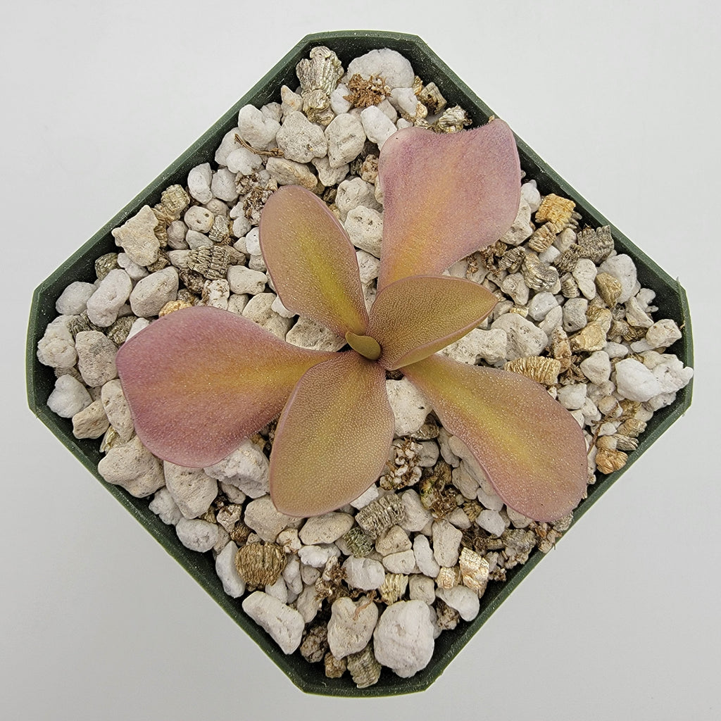 Pinguicula gigantea red x zamudioana product image 3