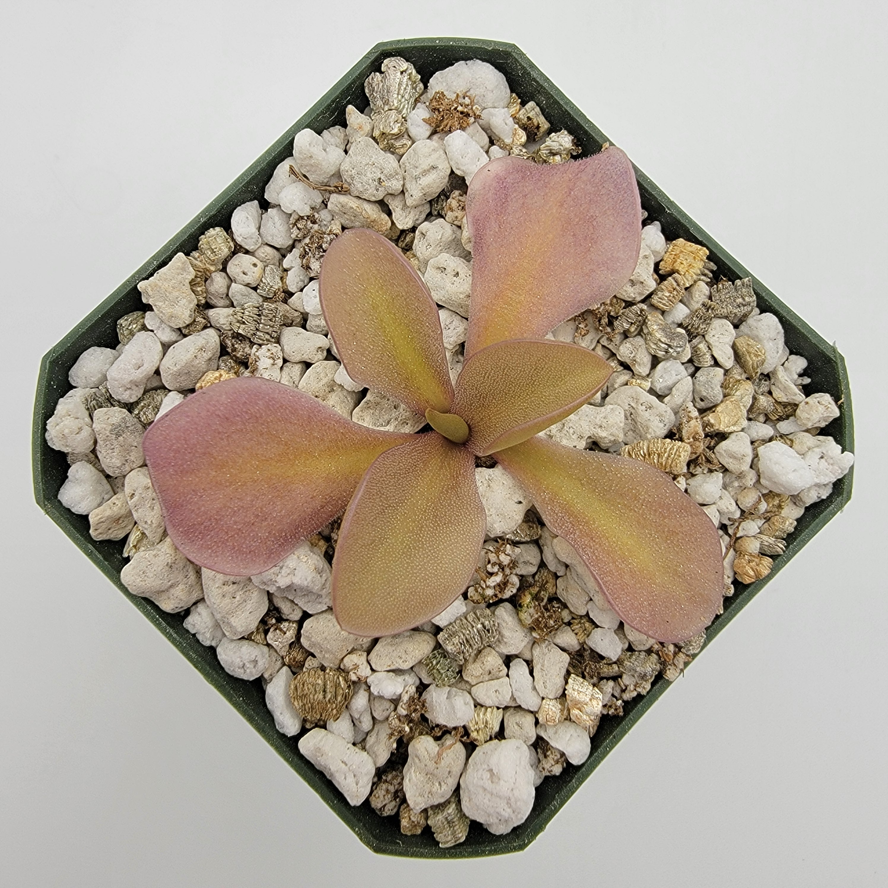 Pinguicula gigantea red x zamudioana product image 3