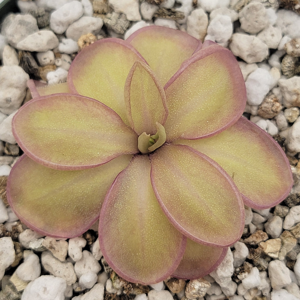 Pinguicula moranensis var. alba x emarginata product image 2