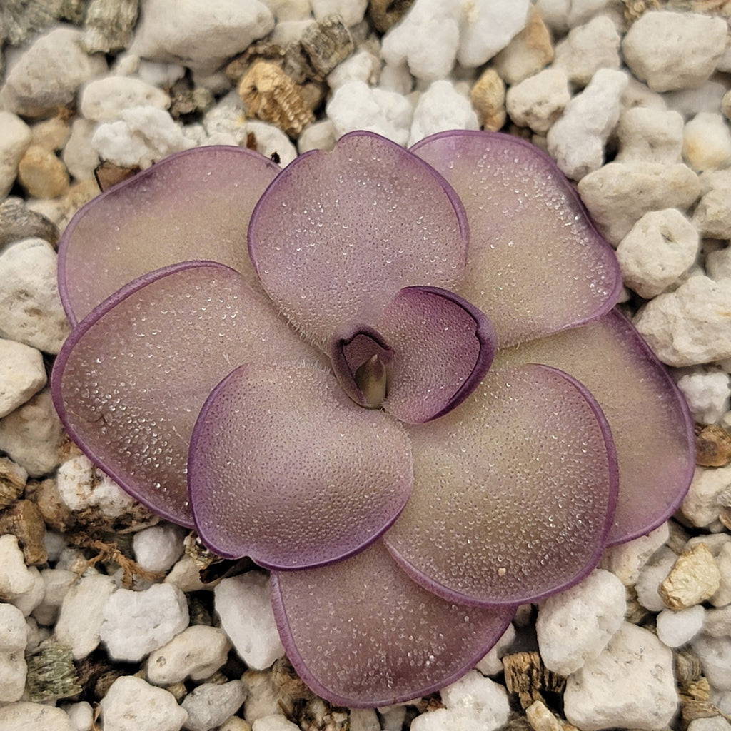 Pinguicula -inchLeilani-inch -Butterwort- product image 1