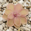 Pinguicula emarginata x jaumavensis product image 1