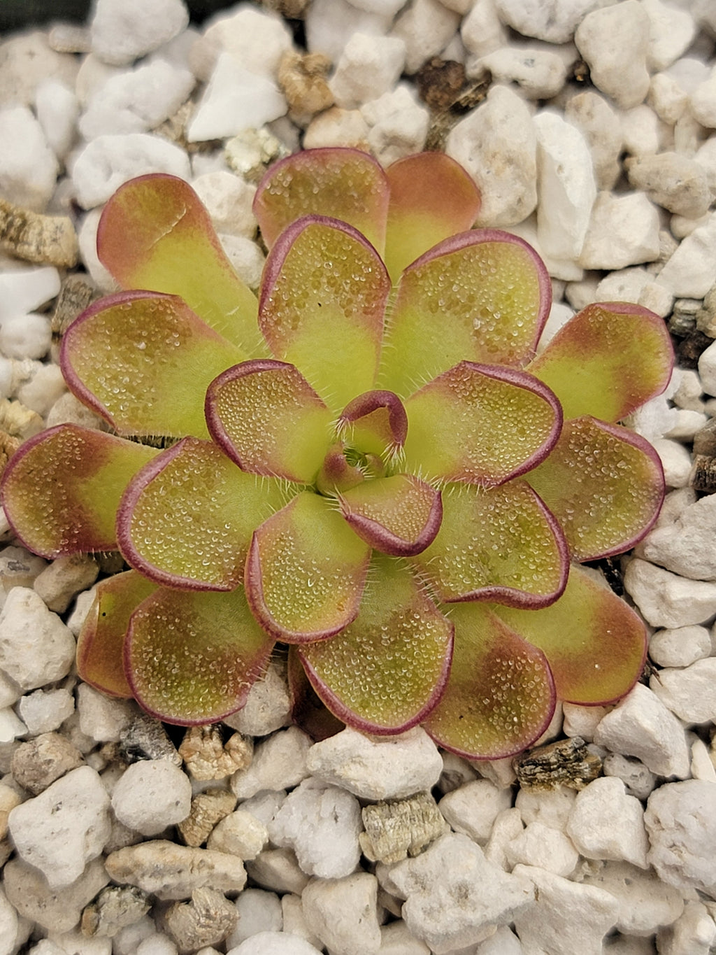 Pinguicula kondoi product image 2