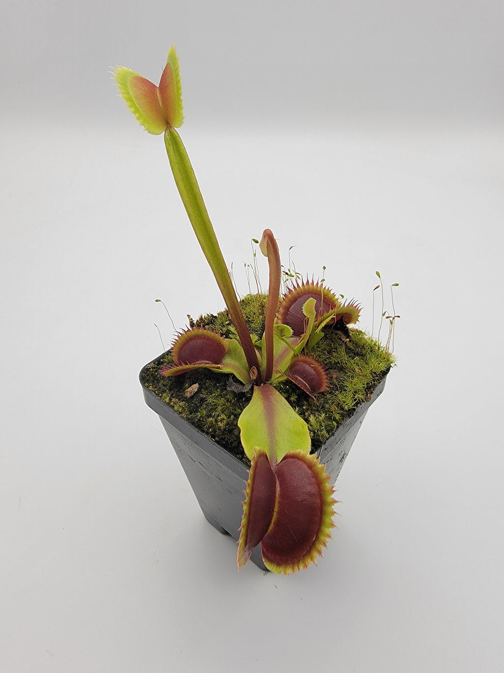 Venus flytrap (Dionaea muscipula) 'Sawtooth' x 'Red Piranha' product image 2