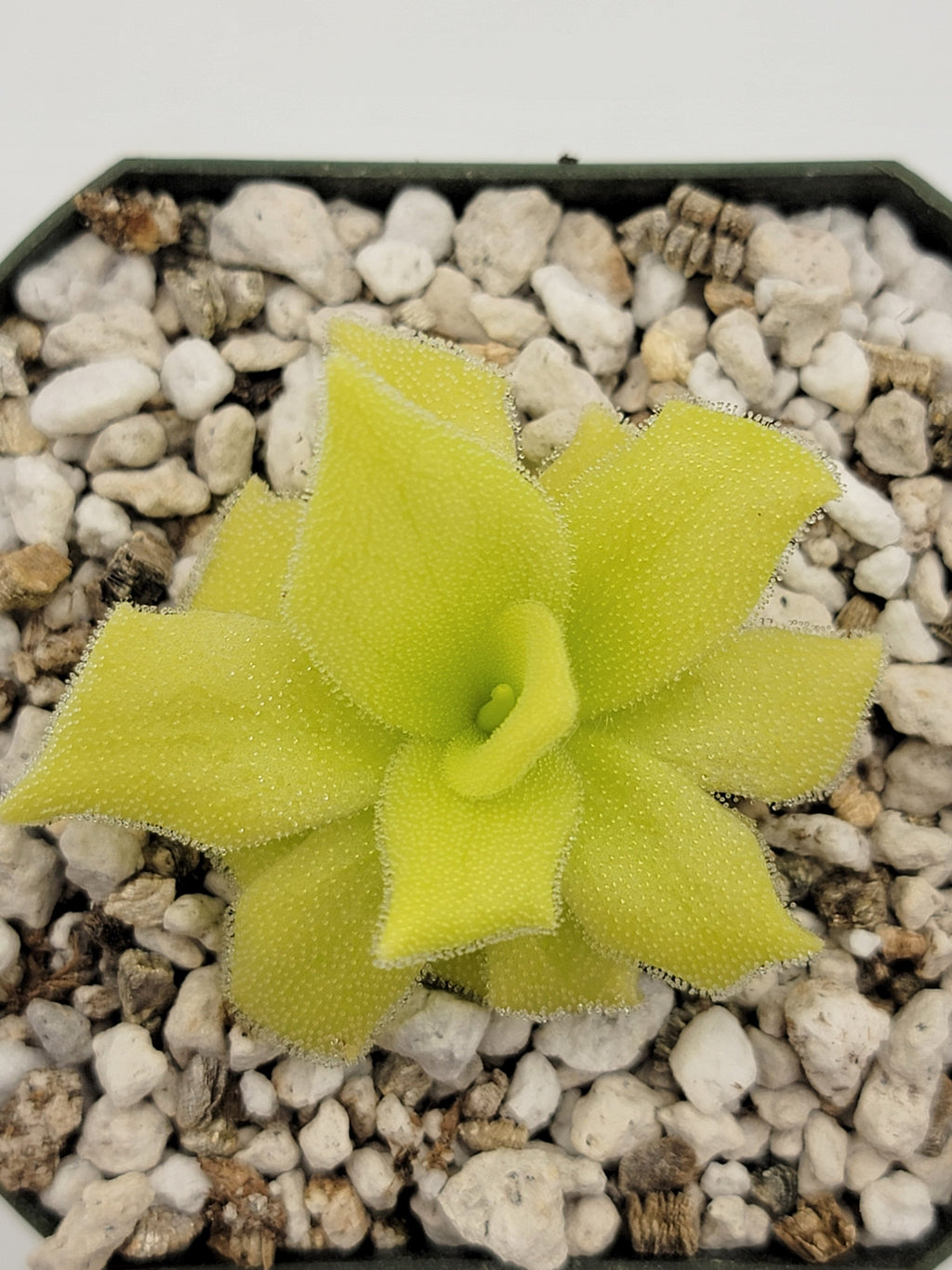 Pinguicula colimensis product image 2
