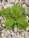 Pinguicula conzattii product image 1