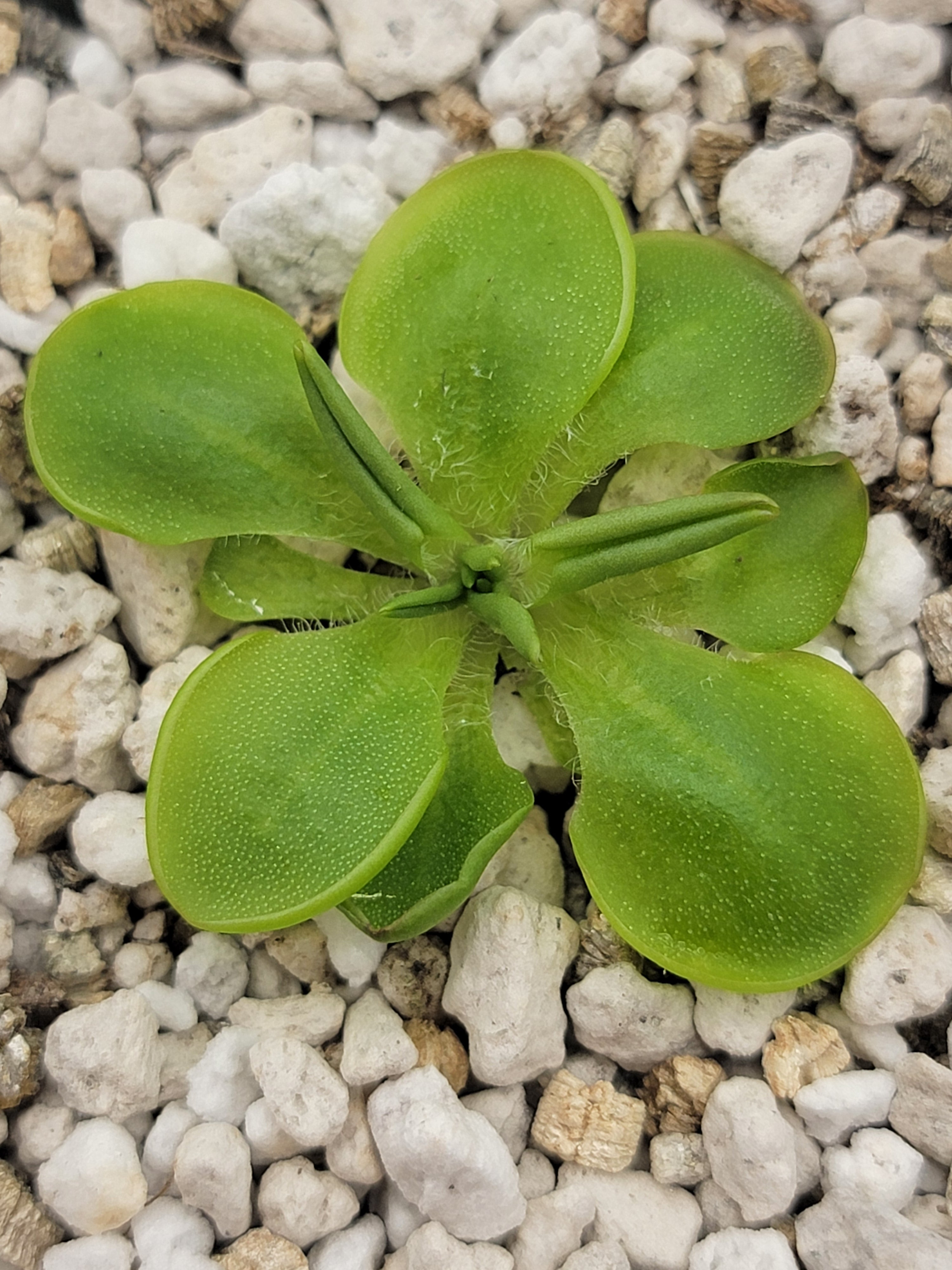 Pinguicula conzattii product image 1