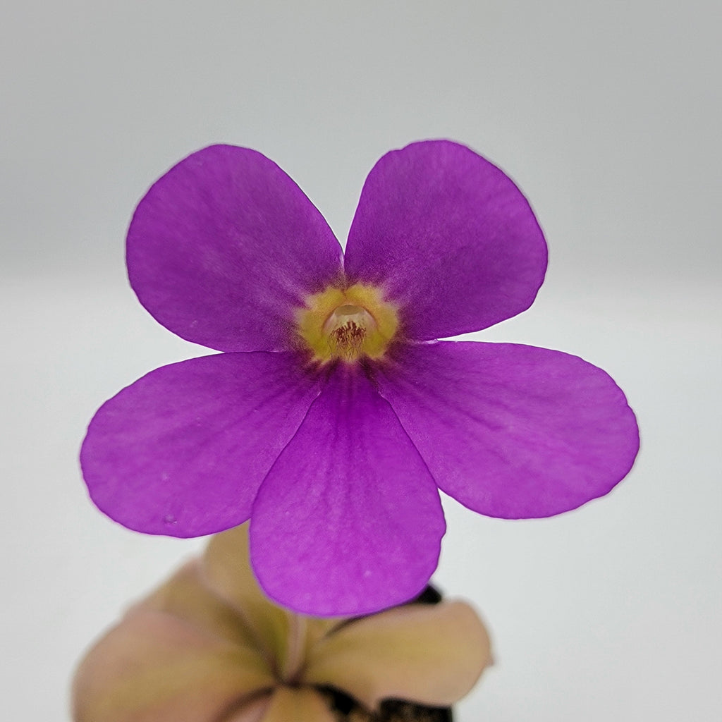 Pinguicula gigantea red x zamudioana product image 2