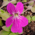 Pinguicula hemiepiphytica x zamudioana product image 1