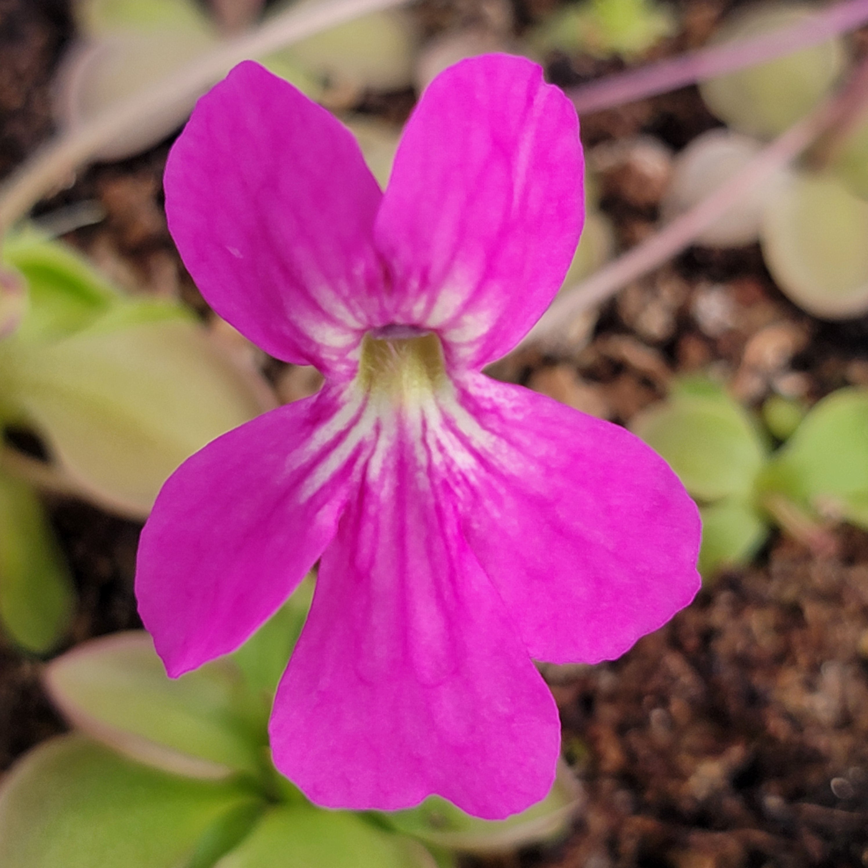 Pinguicula hemiepiphytica x zamudioana product image 1