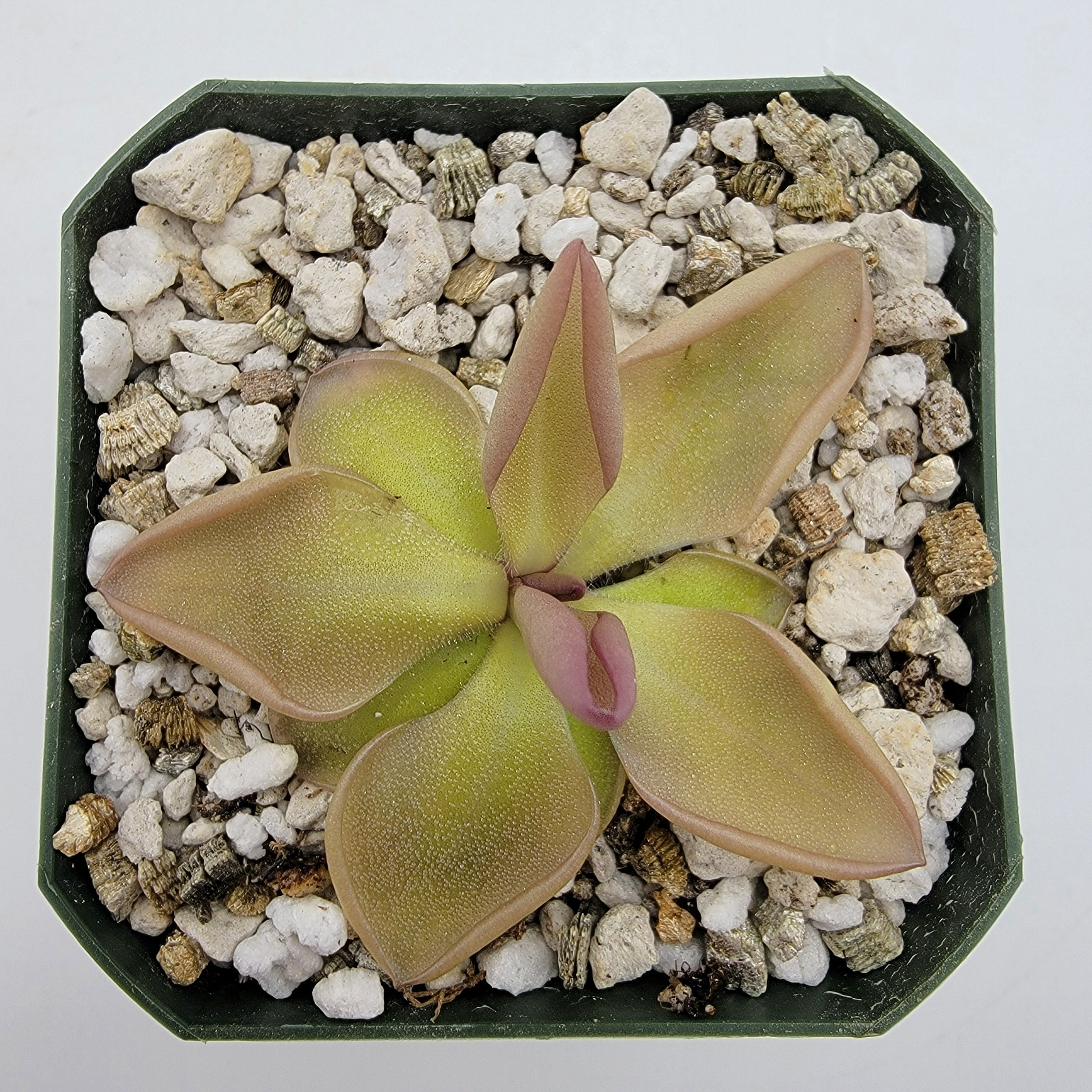 Pinguicula hemiepiphytica x zamudioana product image 2