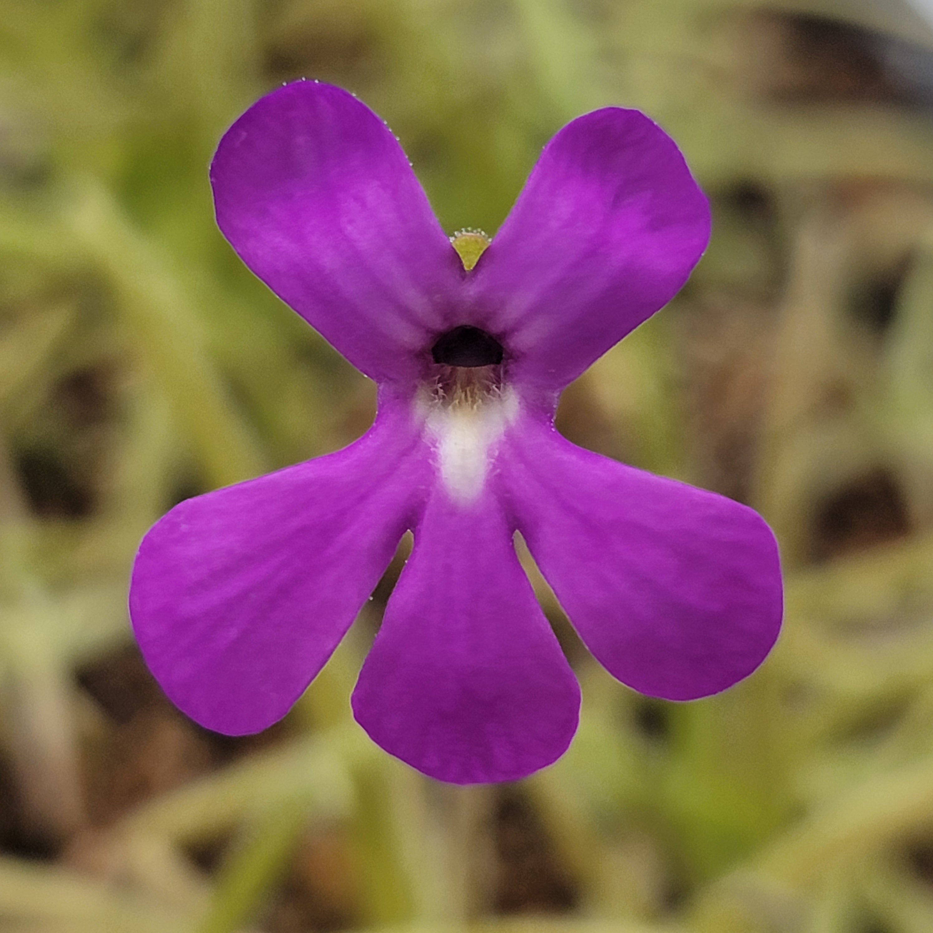 Pinguicula gypsicola x moctezumae product image 3