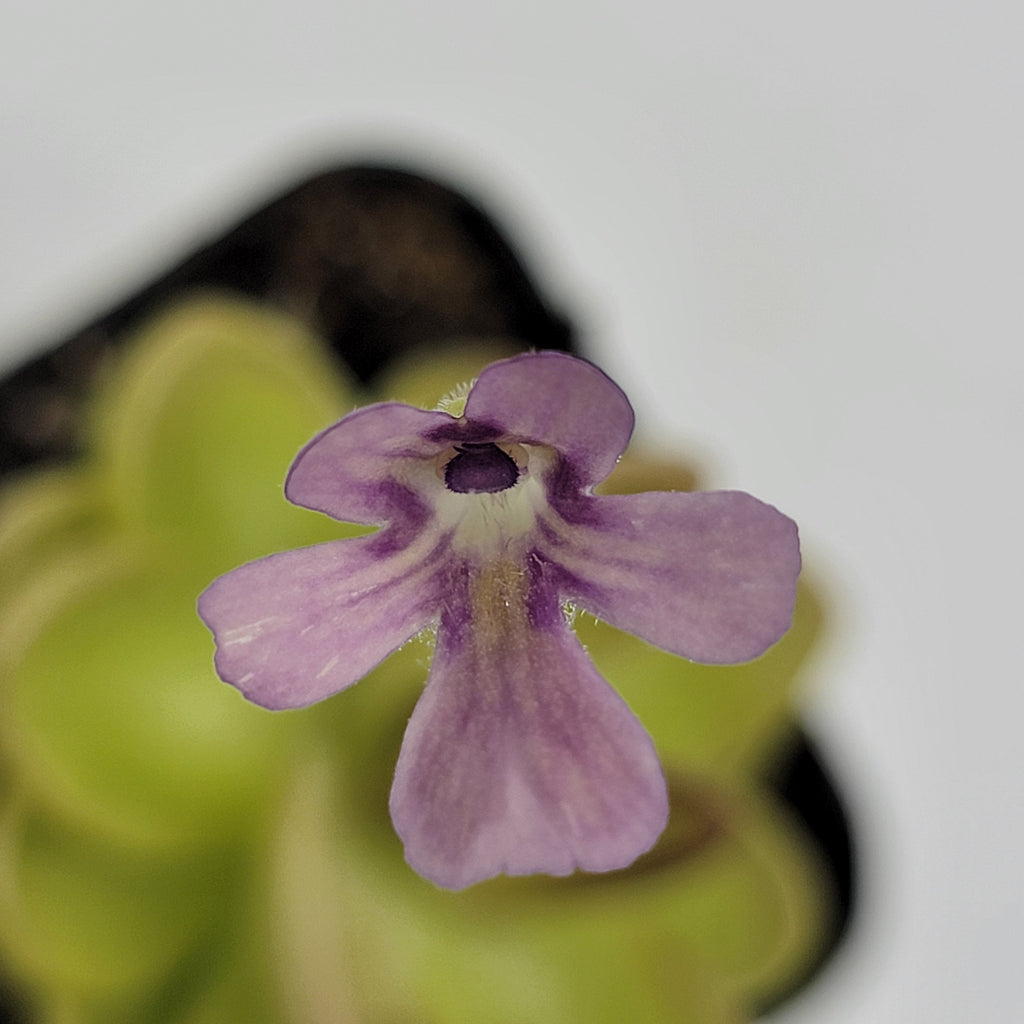 Pinguicula gracilis x laueana product image 2