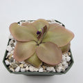 Pinguicula -inchLautner 92/52-inch product image 1