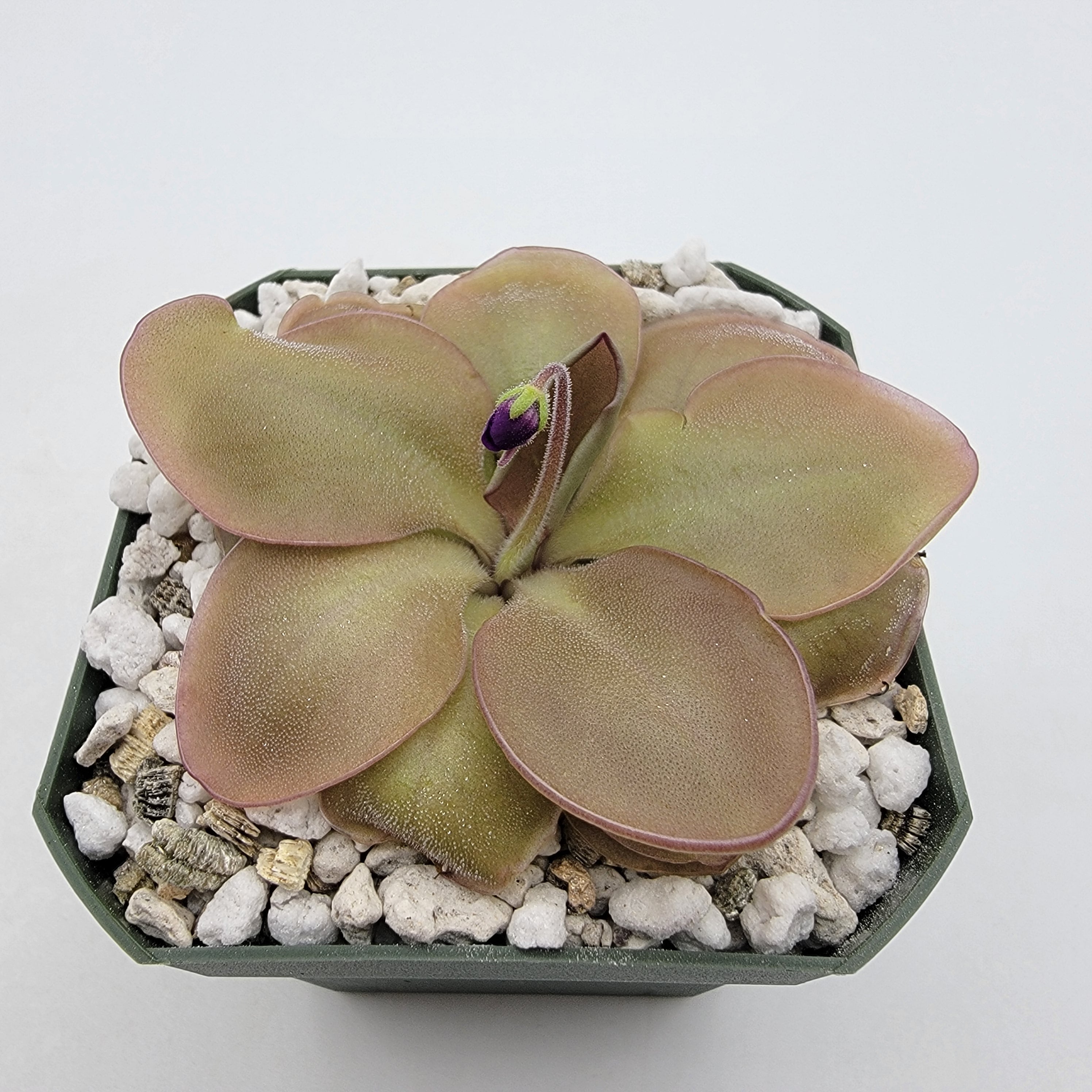 Pinguicula -inchLautner 92/52-inch product image 1