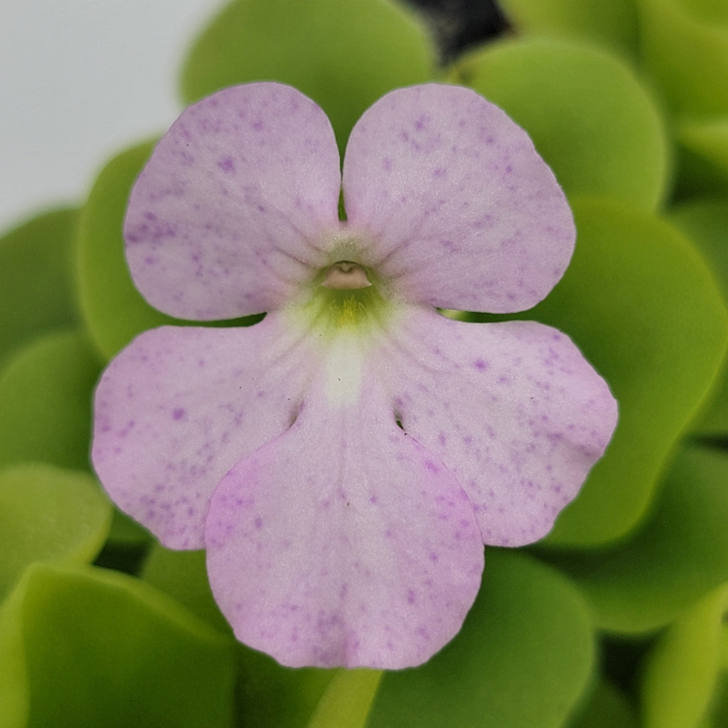 Pinguicula -inchPecosita-inch product image 8
