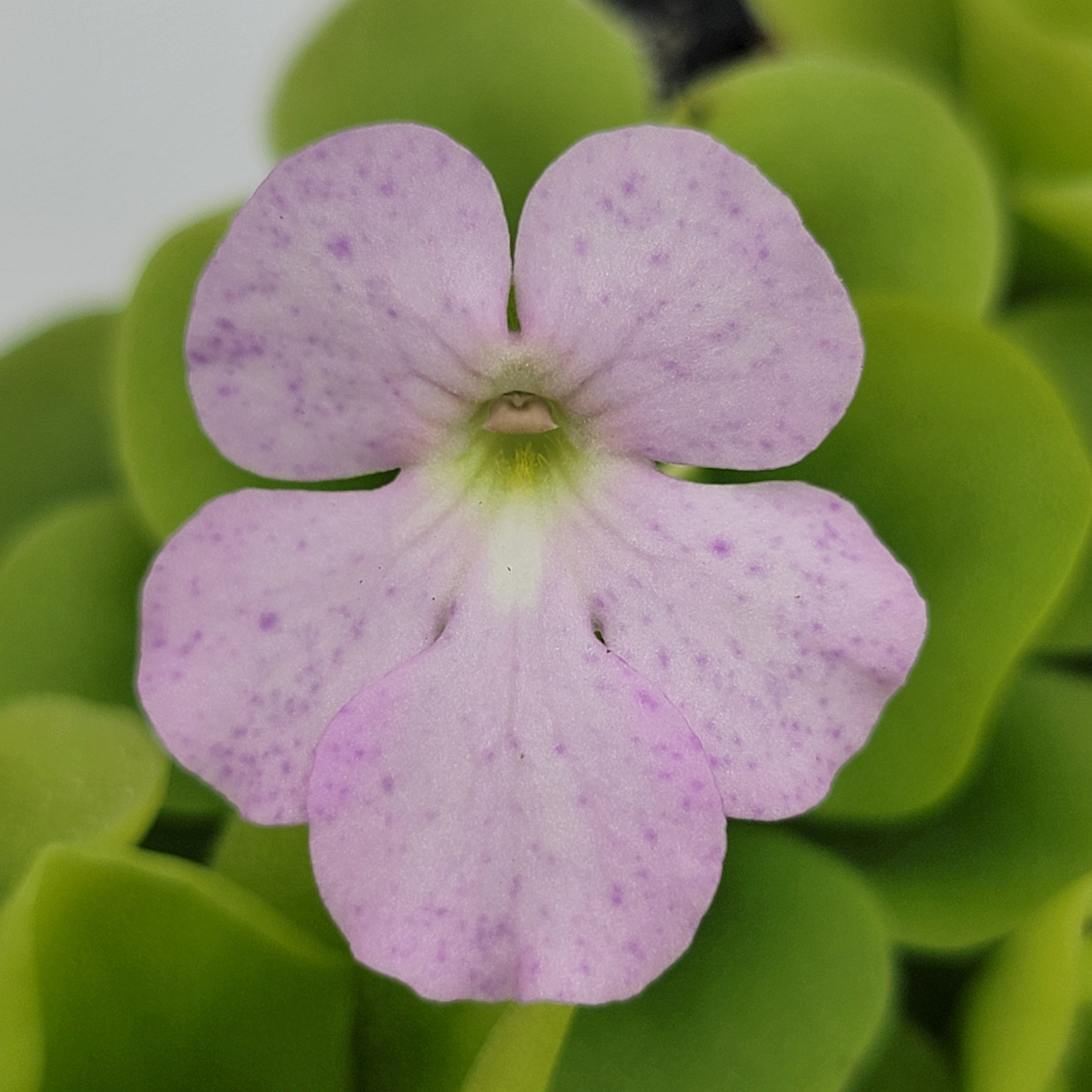 Pinguicula -inchPecosita-inch product image 8