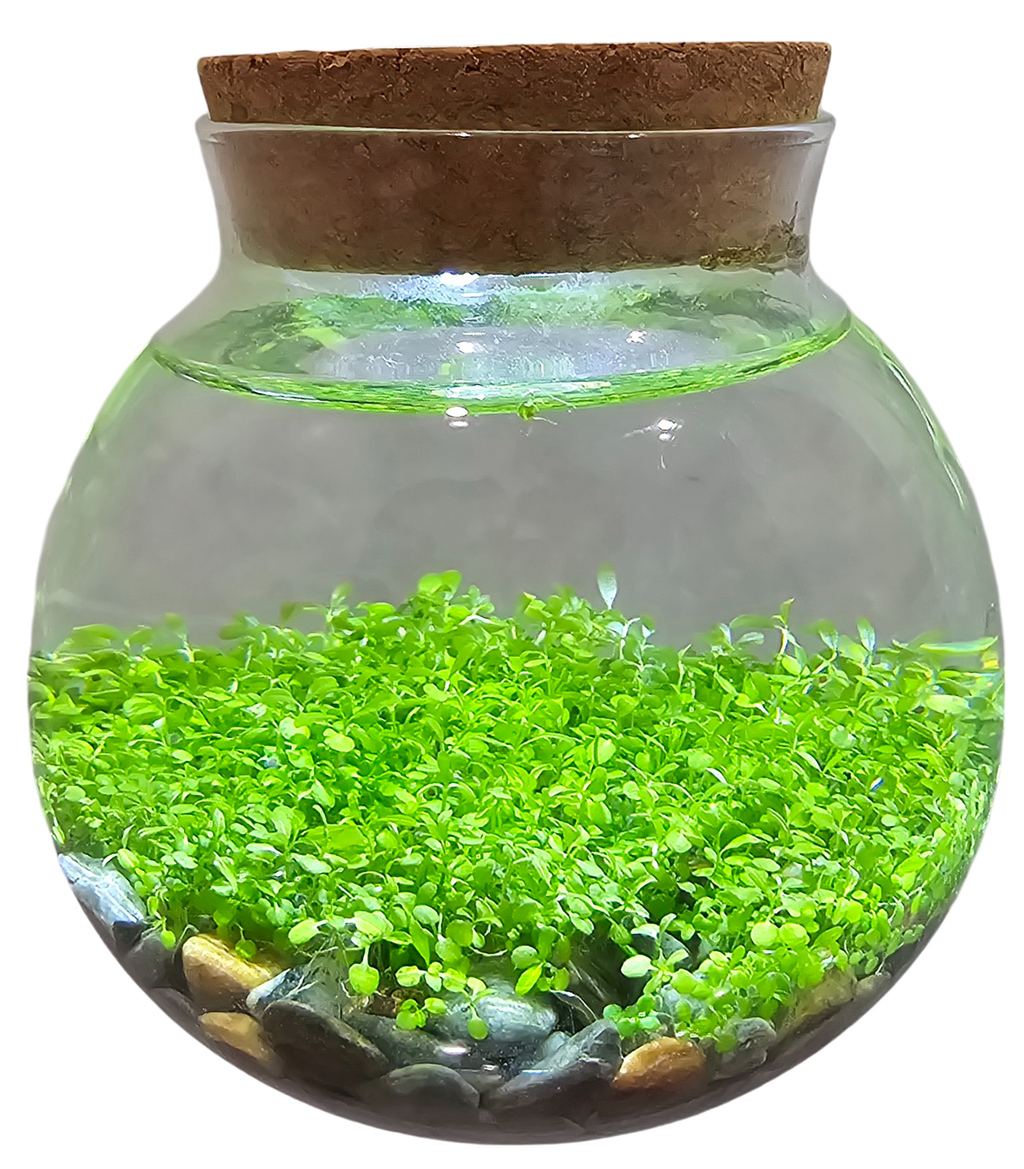 WaterPlants- Grow Lush Aquatic Plants from Seed! Thrives With Minimal Care — product image 7