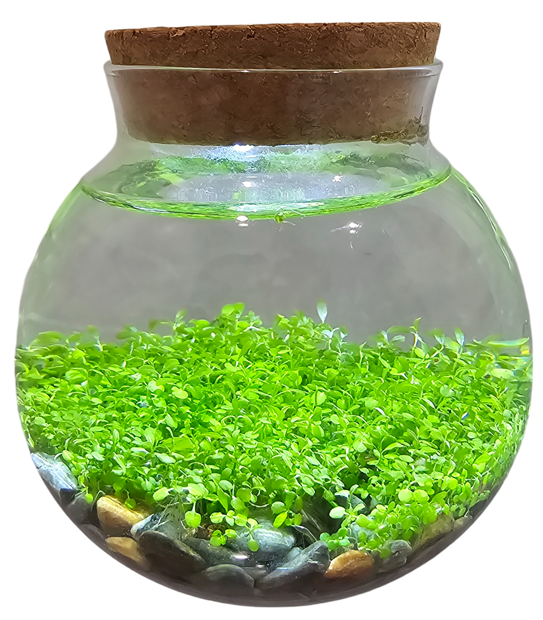 WaterPlants- Grow Lush Aquatic Plants from Seed! Thrives With Minimal Care — product image 7