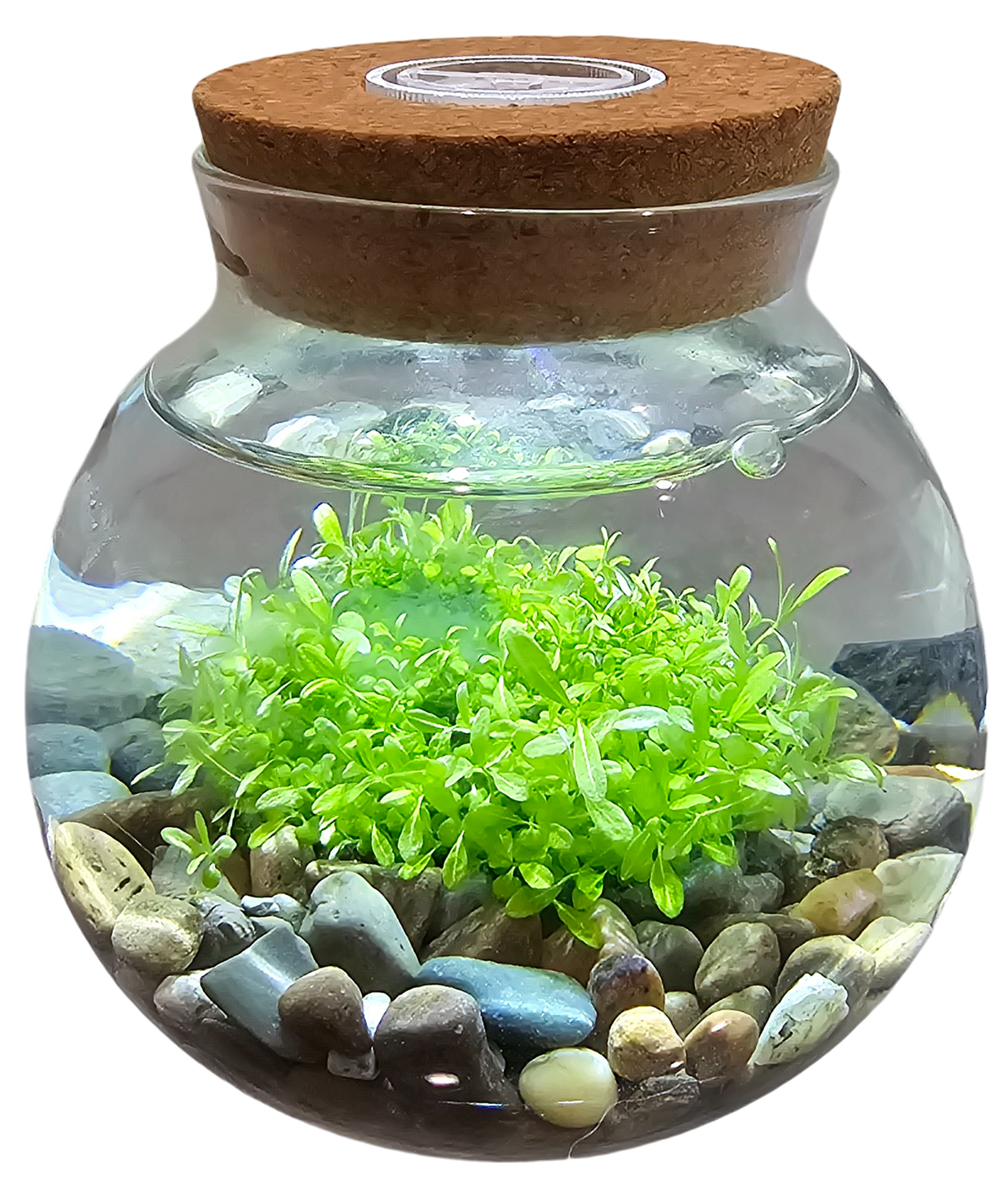 WaterPlants- Grow Lush Aquatic Plants from Seed! Thrives With Minimal Care — product image 6