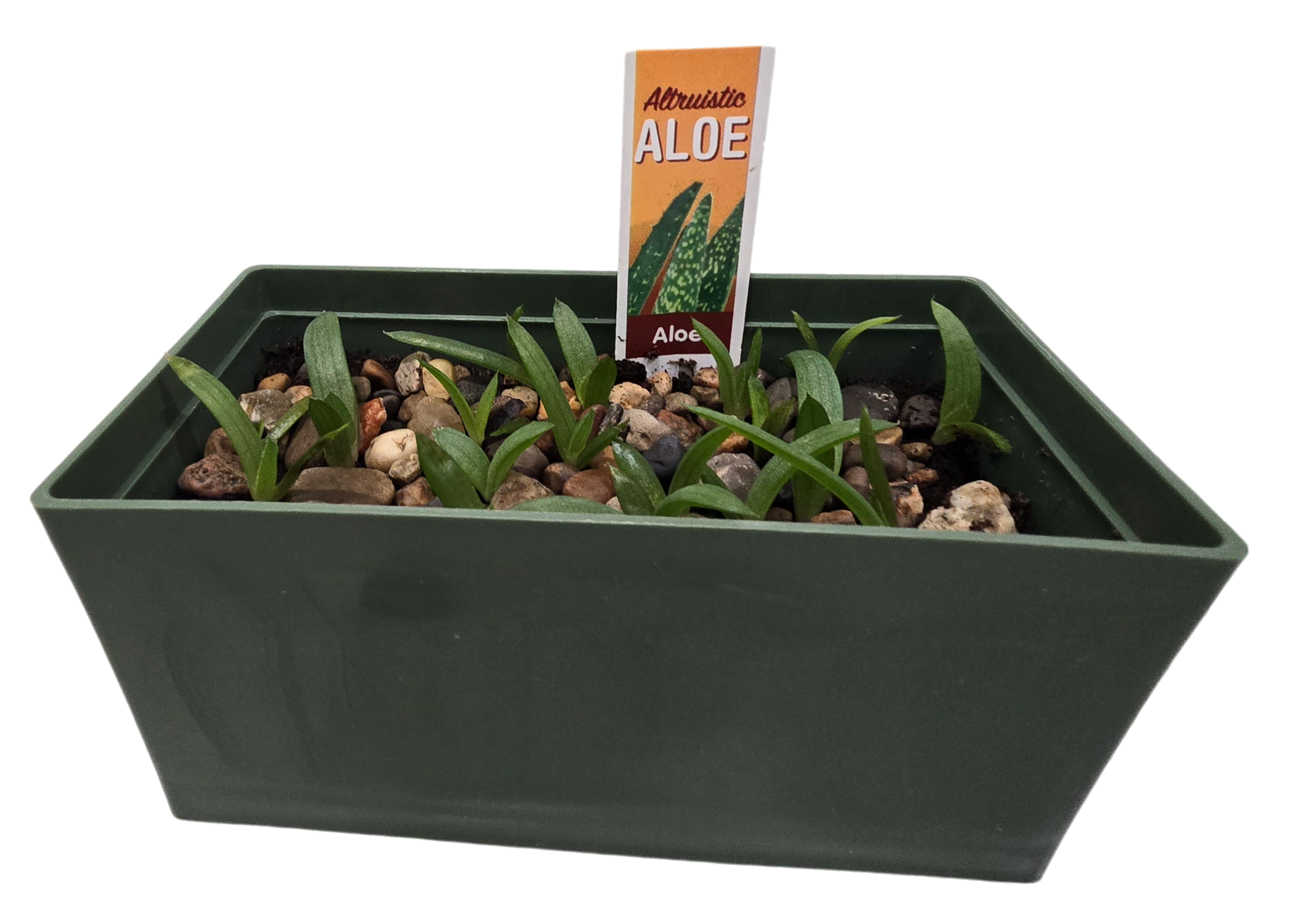 Aloe Seed Square Terrarium product image 7