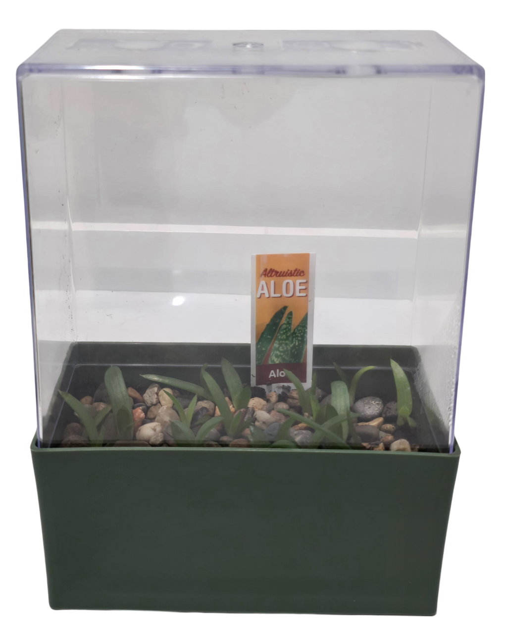 Aloe Seed Square Terrarium product image 8
