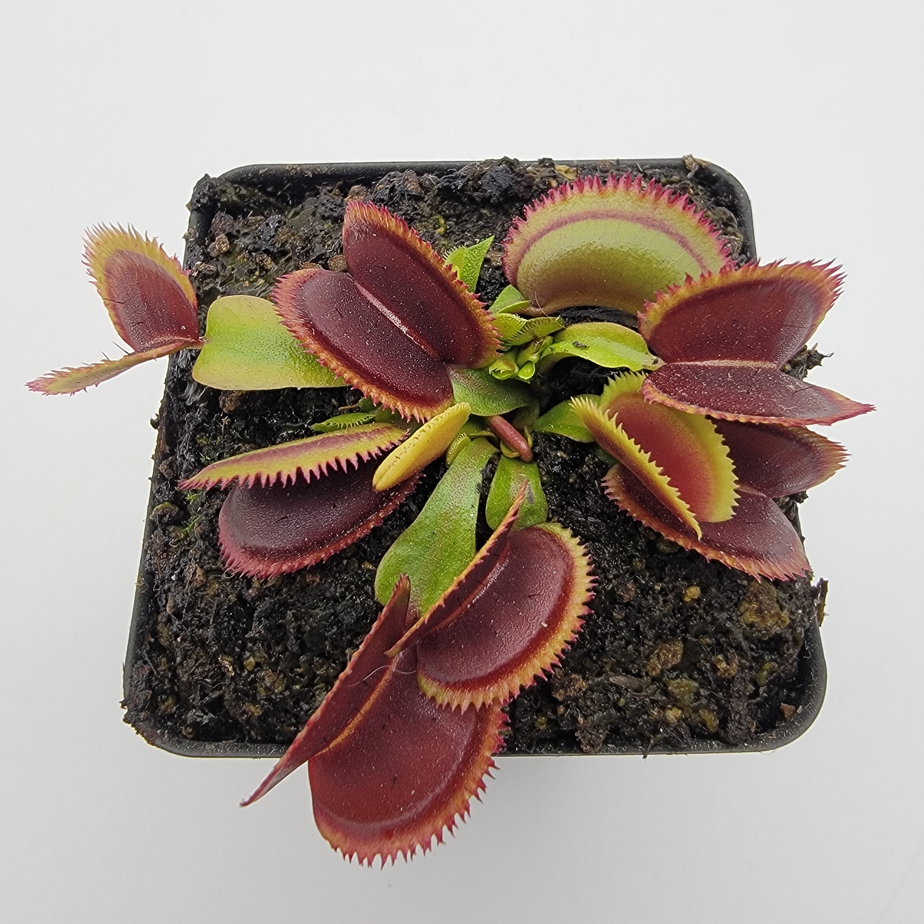 Venus flytrap (Dionaea muscipula) Brutal Shark live plant product image 3
