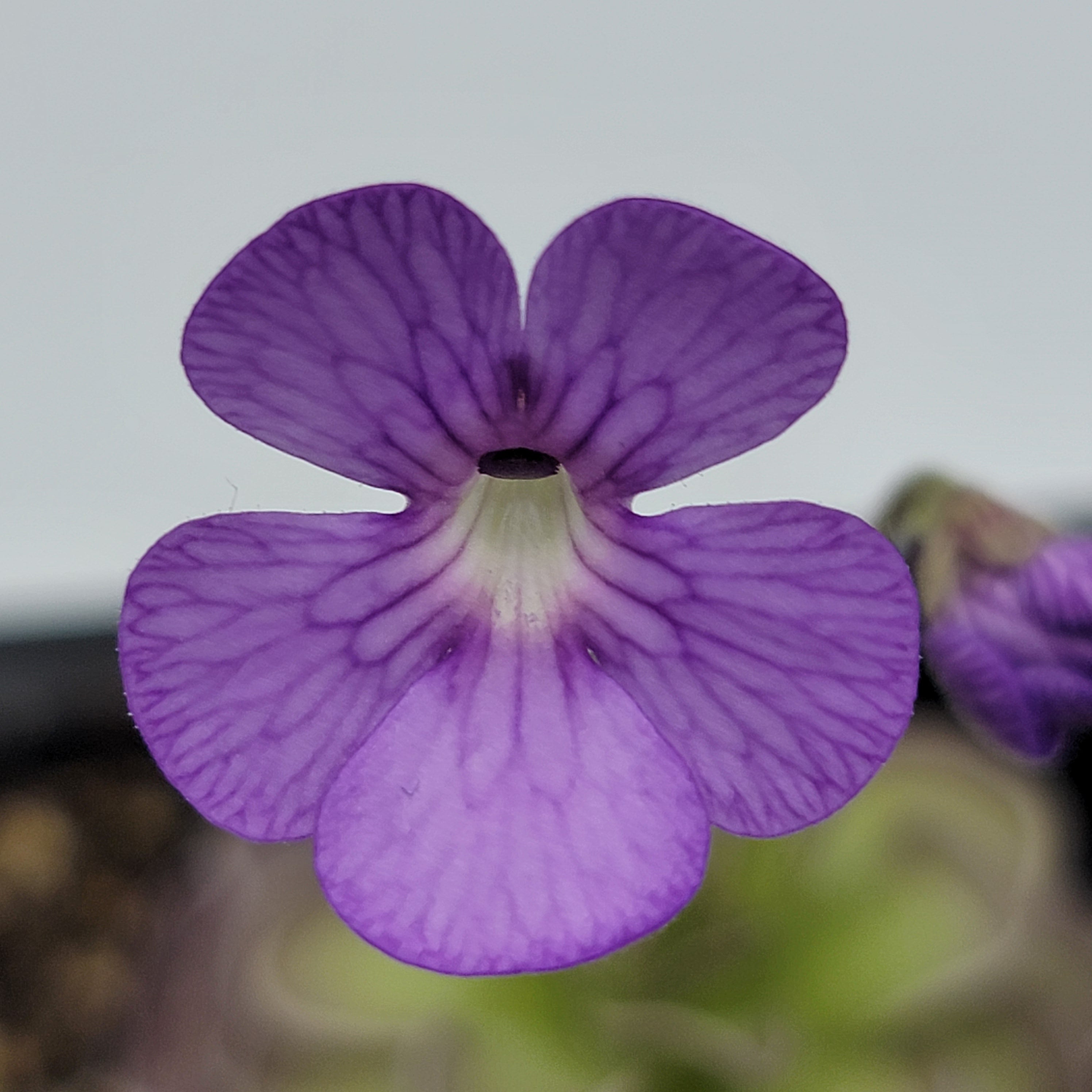 Pinguicula jaumavensis x cyclosecta product image 2