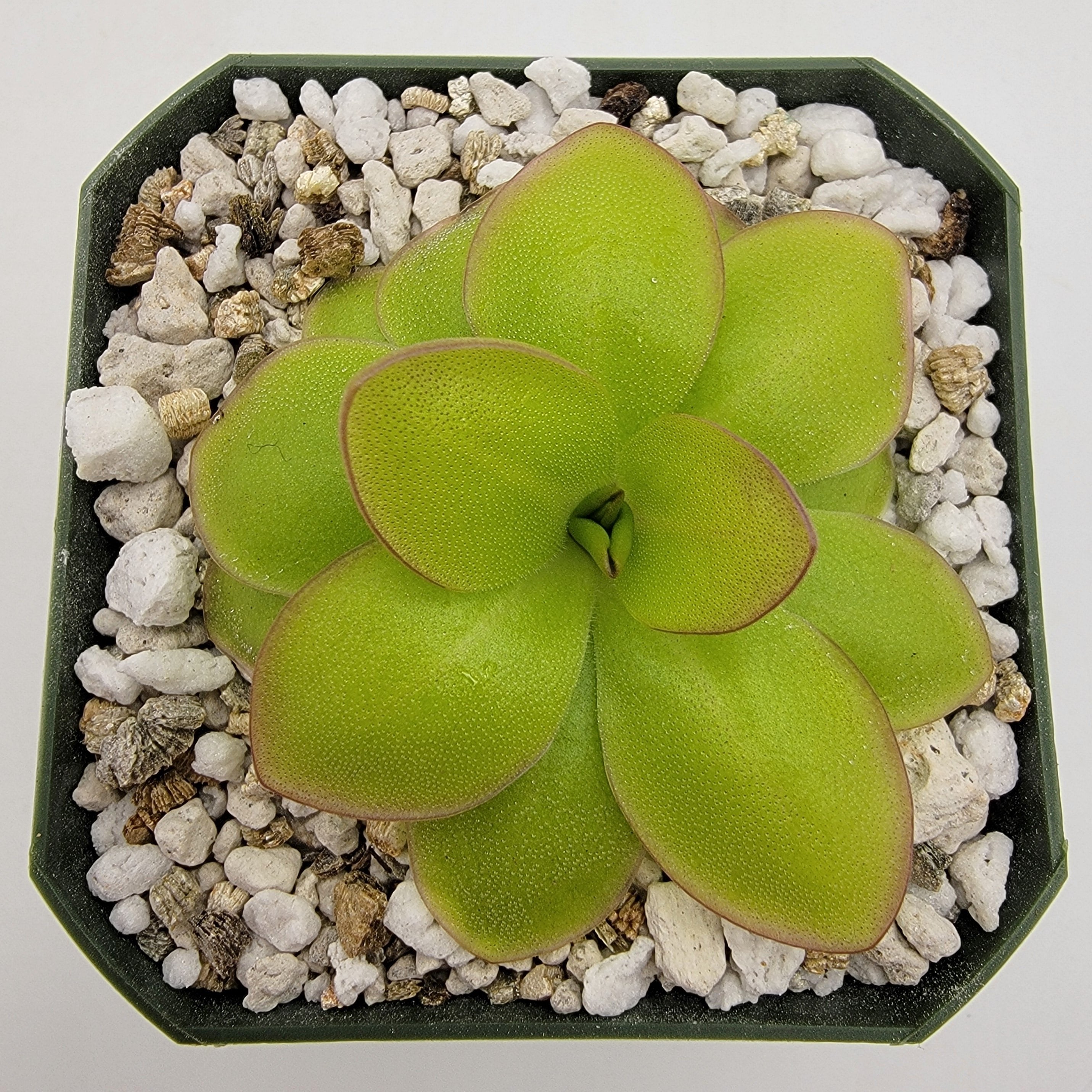Pinguicula laueana -inchNarrow Flower-inch product image 3