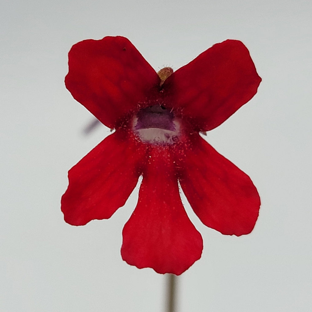 Pinguicula laueana -inchNarrow Flower-inch product image 4