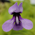 Pinguicula macrophylla product image 1