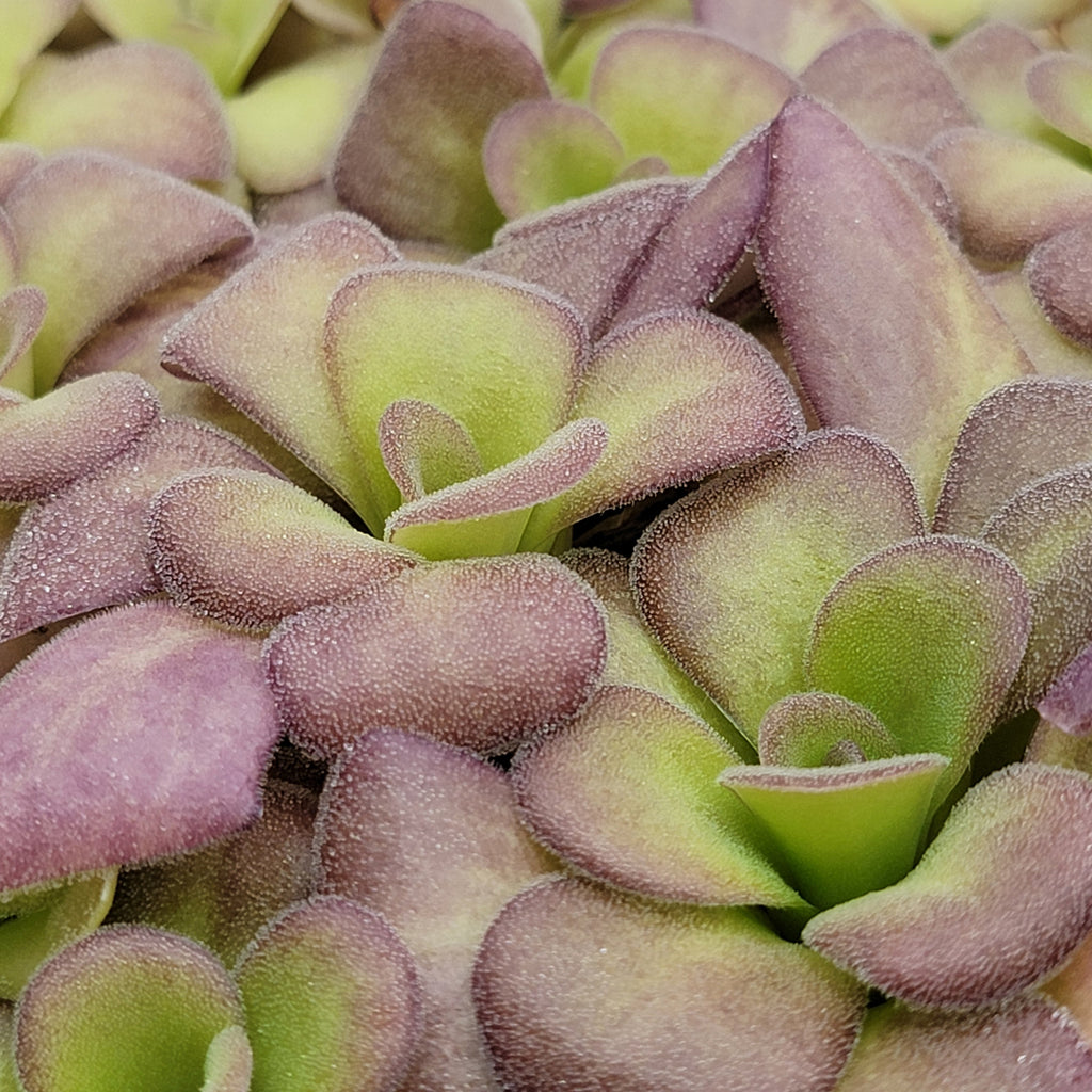 Pinguicula agnata 'Ekuma' product image 4