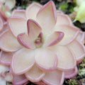 Pinguicula gracilis x laueana product image 1