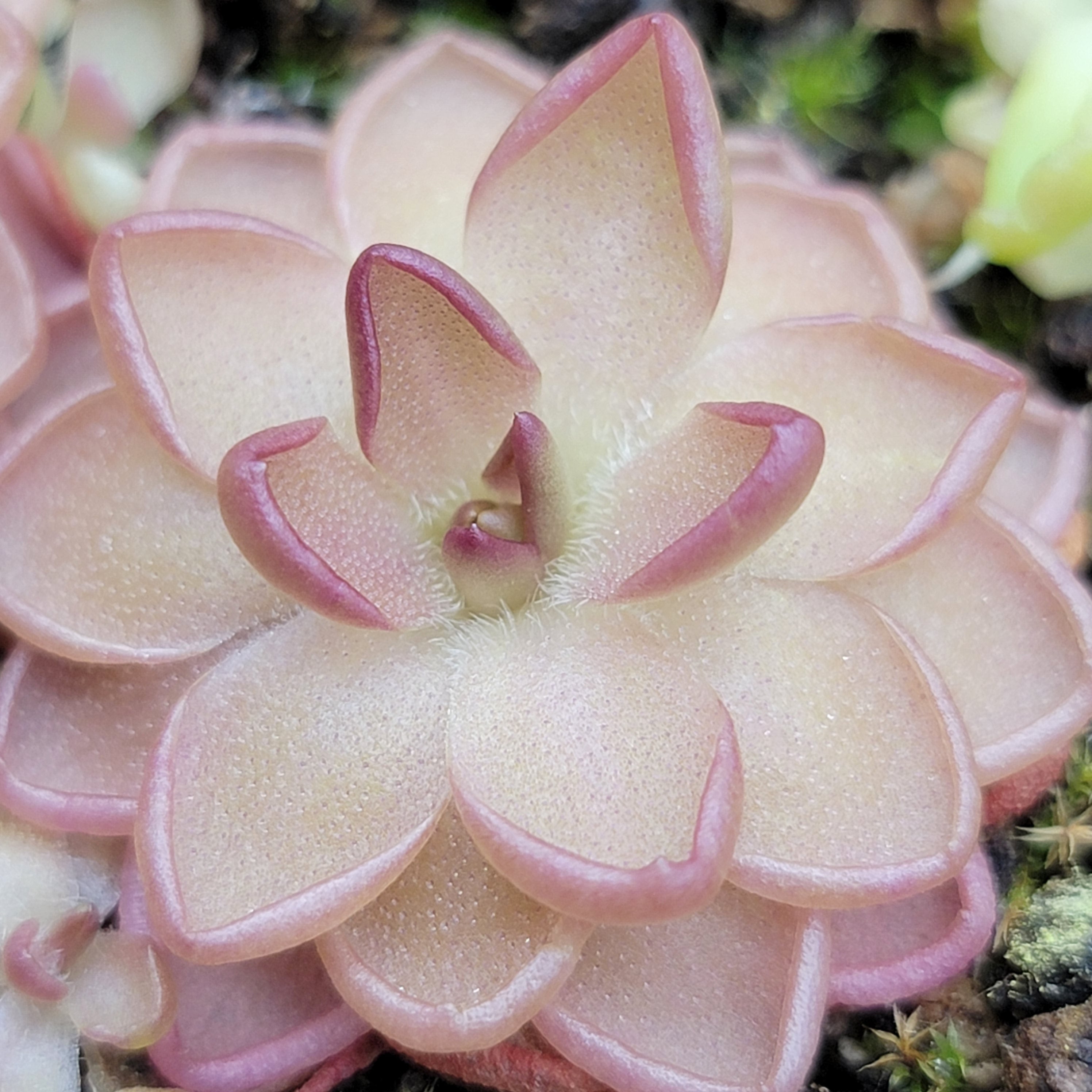 Pinguicula gracilis x laueana product image 1